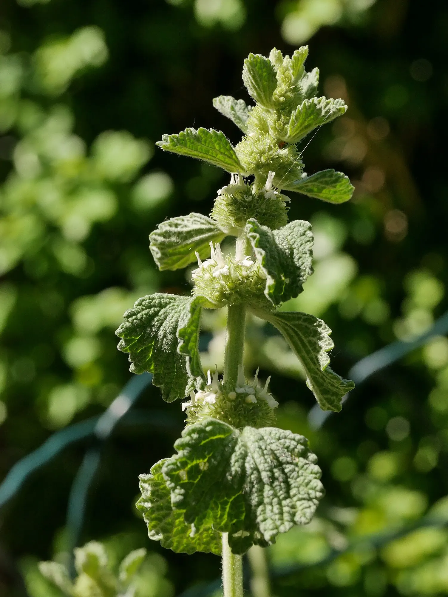 Green Horehound (Marrubium vulgare 'All Hallows Green') — set within a whorl arrangement along the stems
