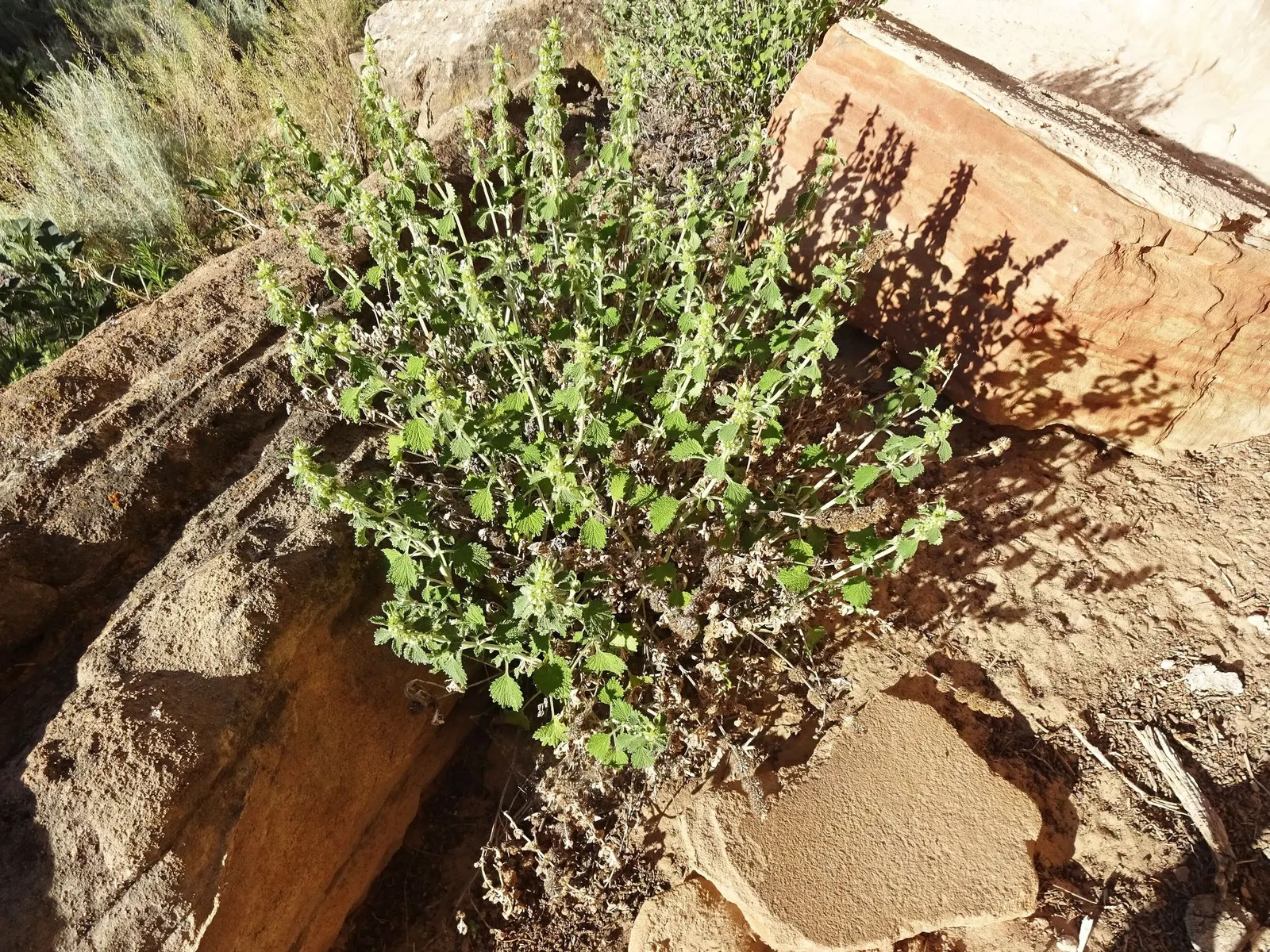 Green Horehound (Marrubium vulgare 'All Hallows Green') — white to pale lavender flowers