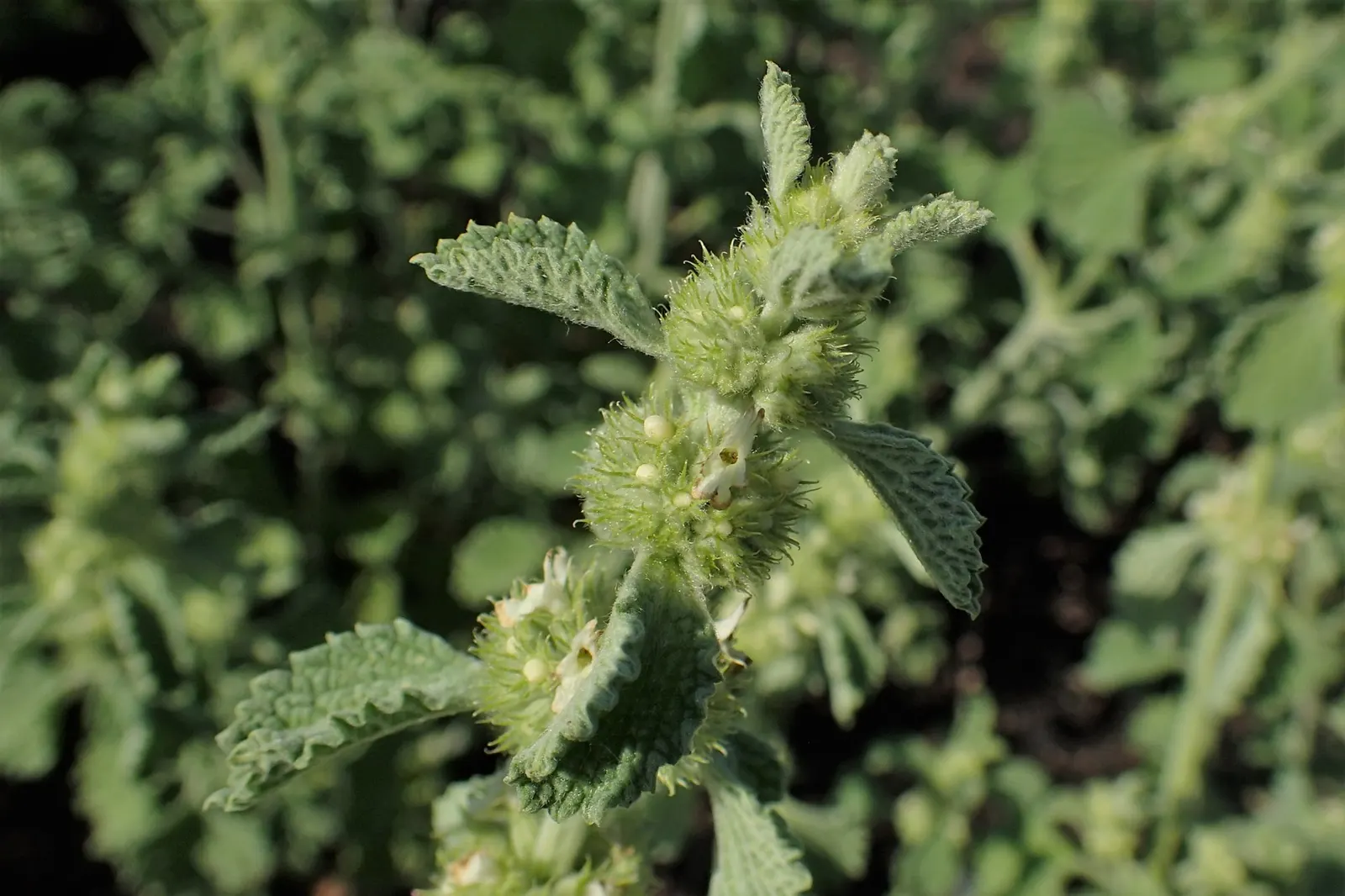 Green Horehound (Marrubium vulgare 'All Hallows Green') — It thrives in USDA zones 4-9, preferring full sun to partial shade and well-drained soil