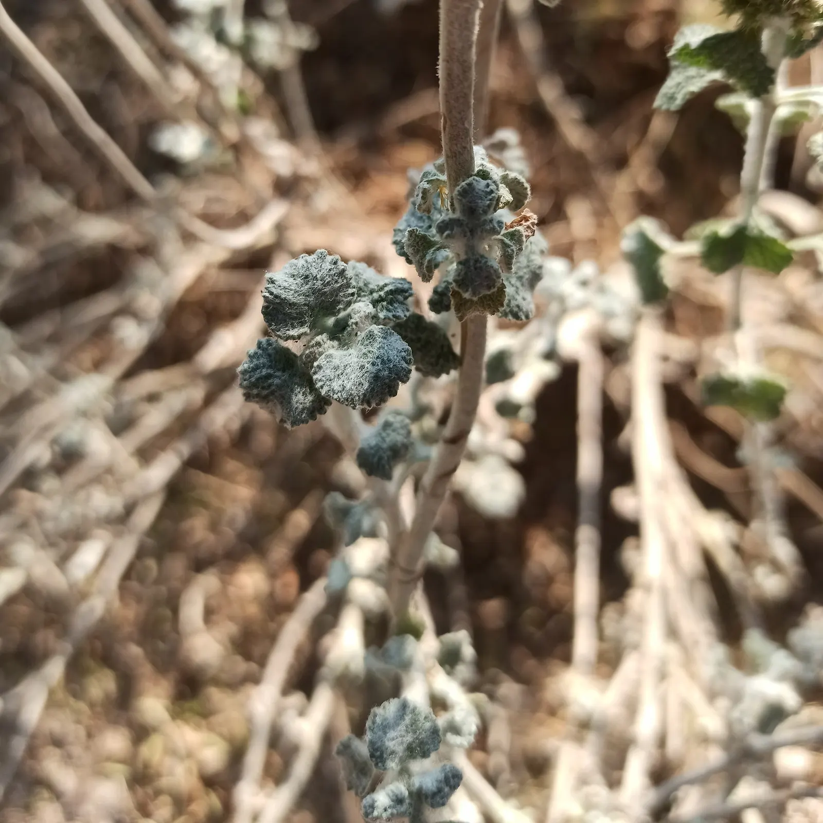 Green Horehound (Marrubium vulgare 'All Hallows Green') — inviting beneficial pollinators such as bees and butterflies into the garden