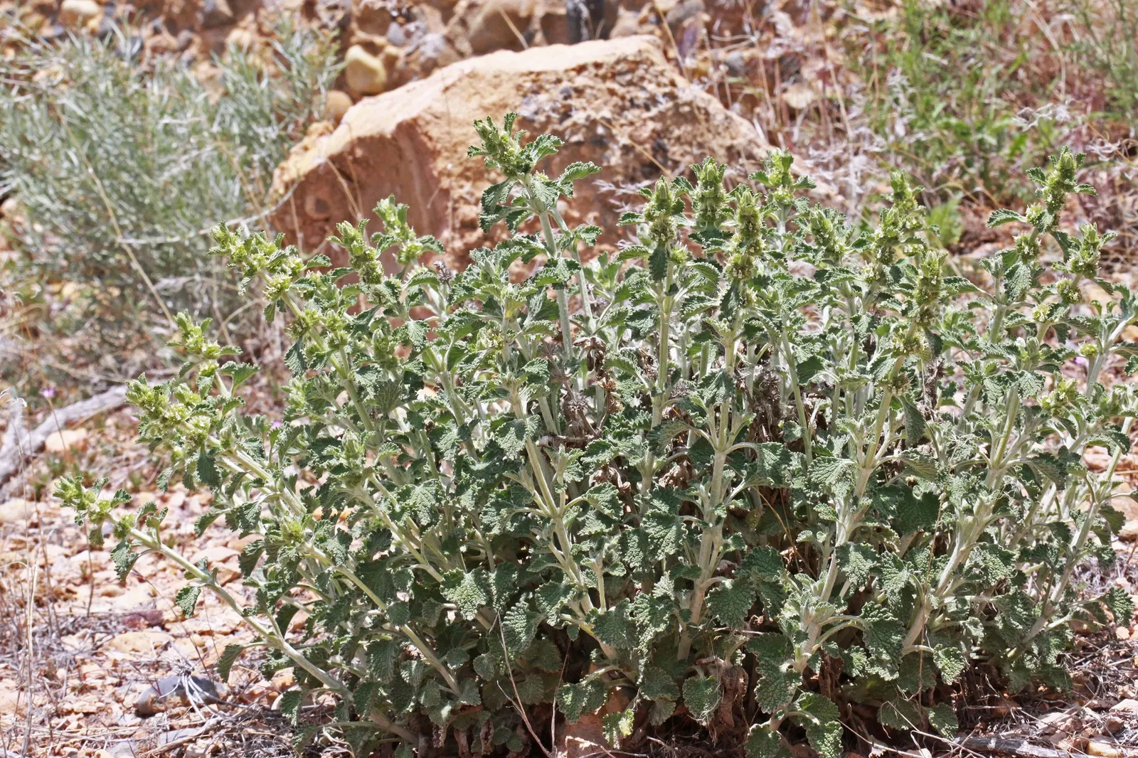 Green Horehound (Marrubium vulgare 'All Hallows Green') — rounded clump of wrinkled