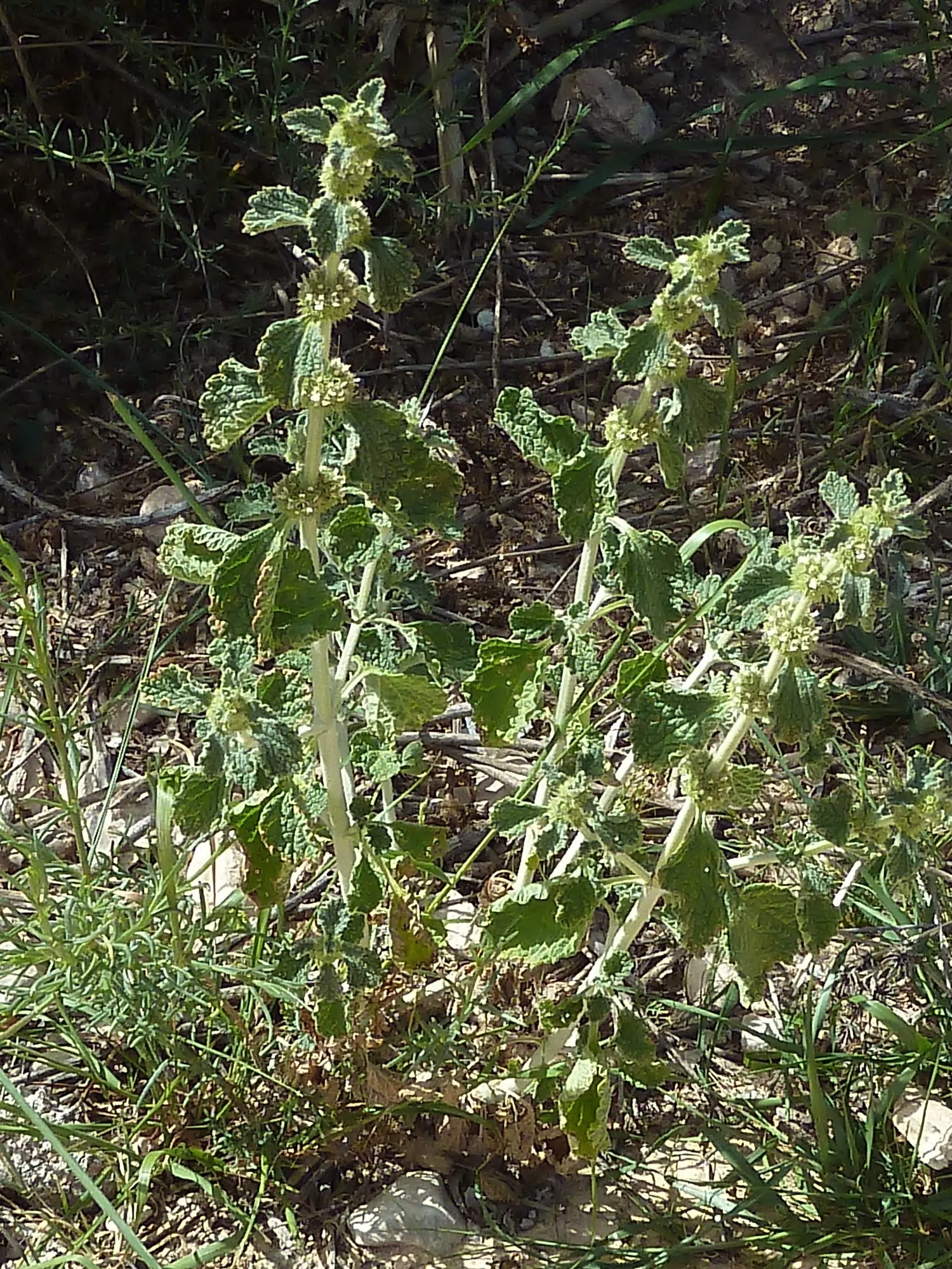 Green Horehound (Marrubium vulgare 'All Hallows Green') — Marrubium vulgare 'All Hallows Green' has a storied past with historical uses in herbal medicine