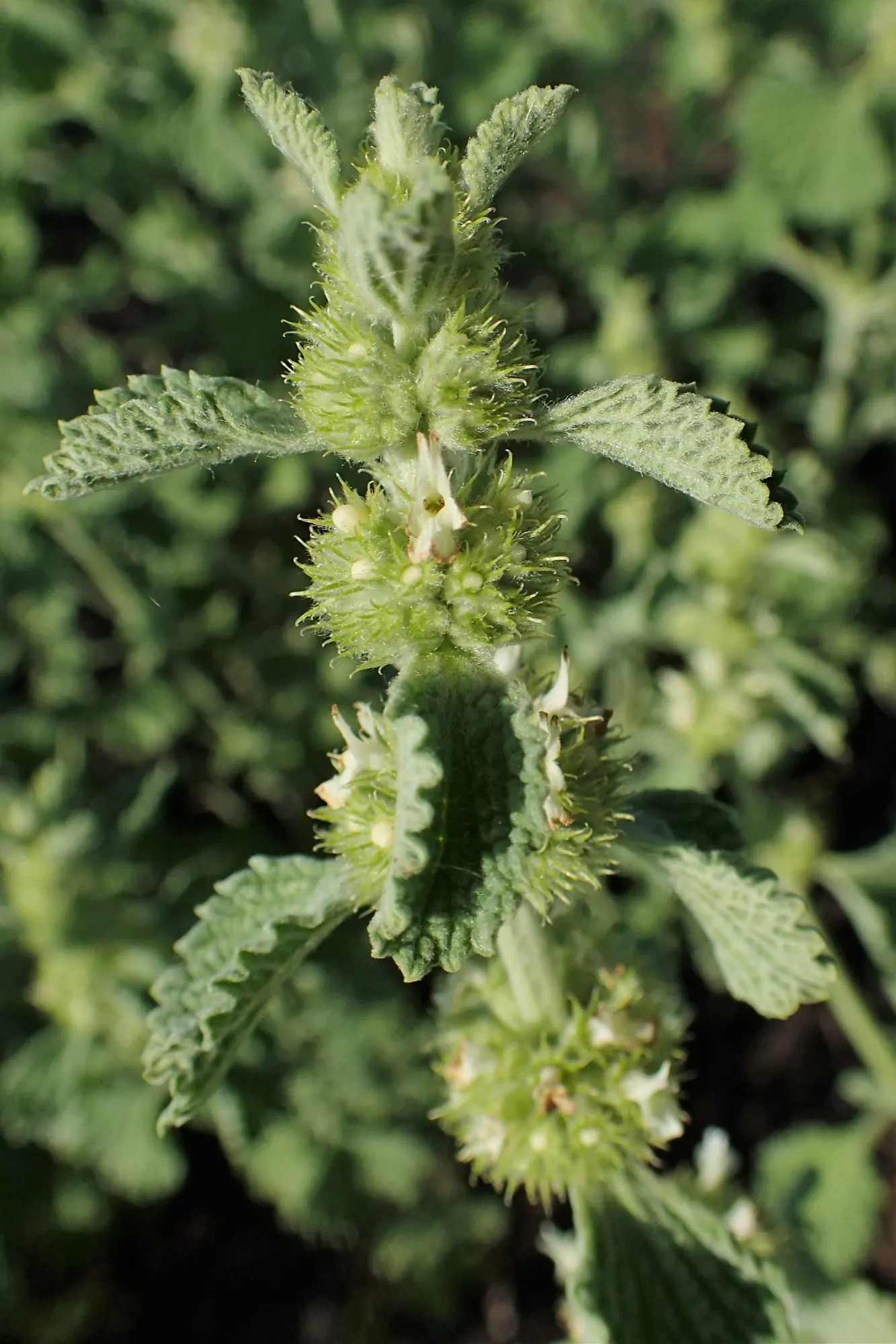 Green Horehound (Marrubium vulgare 'All Hallows Green') — deep green with an interesting quilted appearance