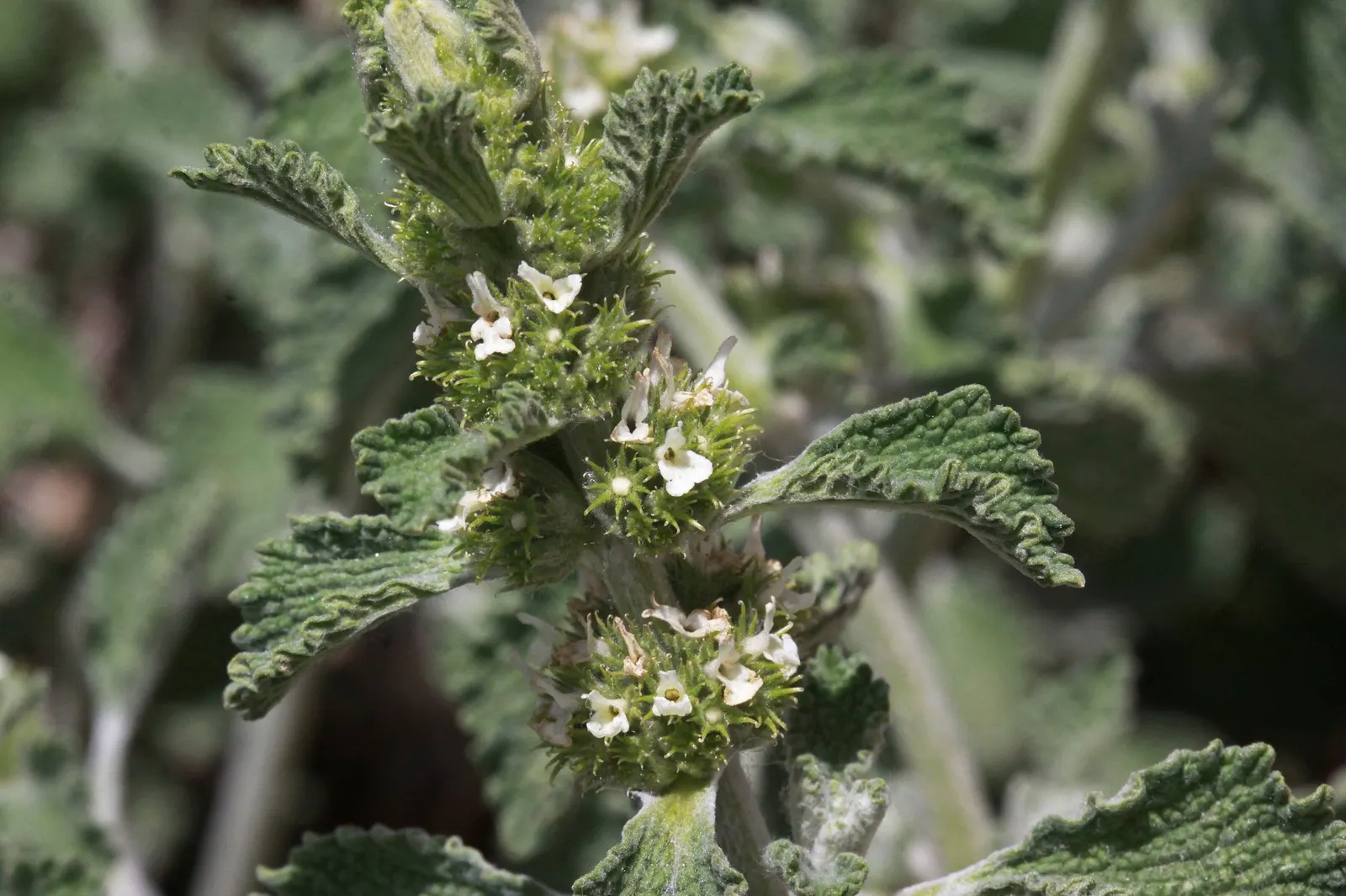 Green Horehound (Marrubium vulgare 'All Hallows Green') — offering visual interest even when the plant isn't in bloom.<br><br>From early to mid-summer