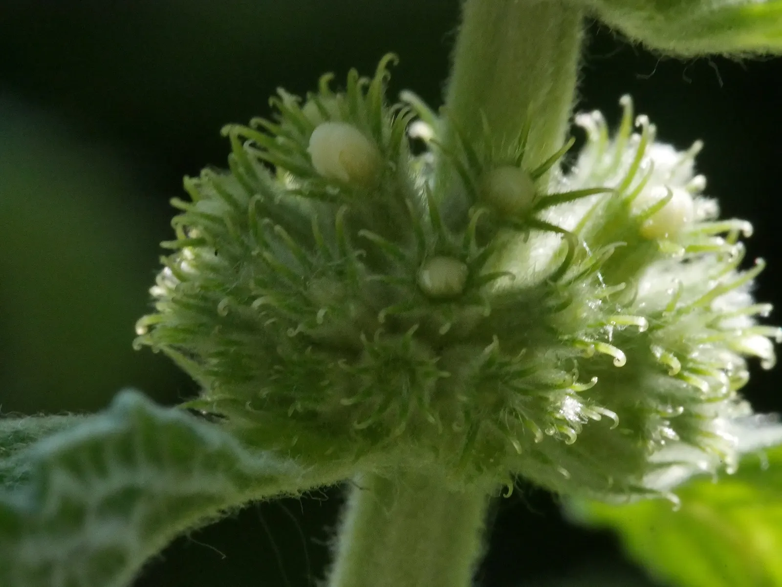 Green Horehound (Marrubium vulgare 'All Hallows Green') — It is well-regarded for its drought tolerance once established