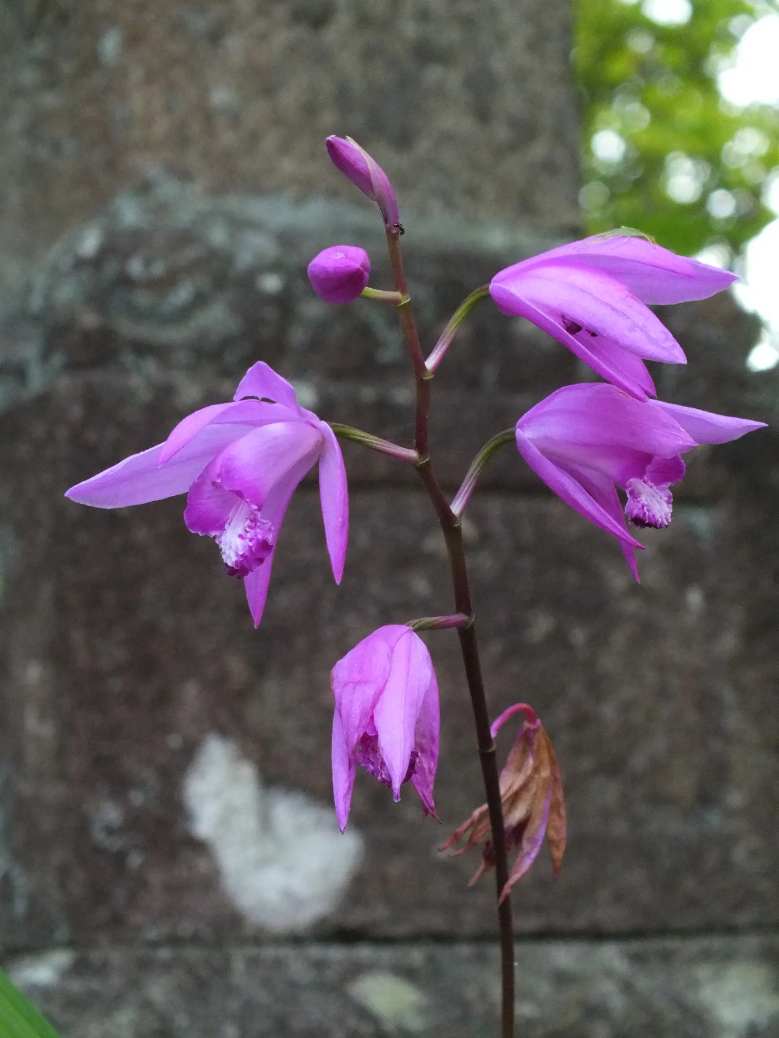 Chinese Ground Orchid (Bletilla Striata) — it is best to account for the plant's clumping tendency and moderate growth habit; is a hardy, image 75