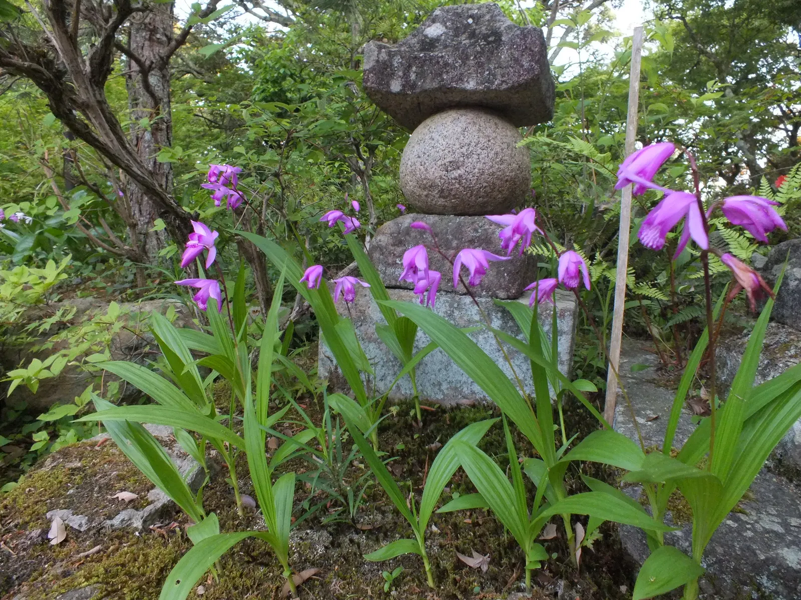 Chinese Ground Orchid (Bletilla Striata) — commonly called Chinese Ground Orchid; thriving in USDA zones 5-9, image 82