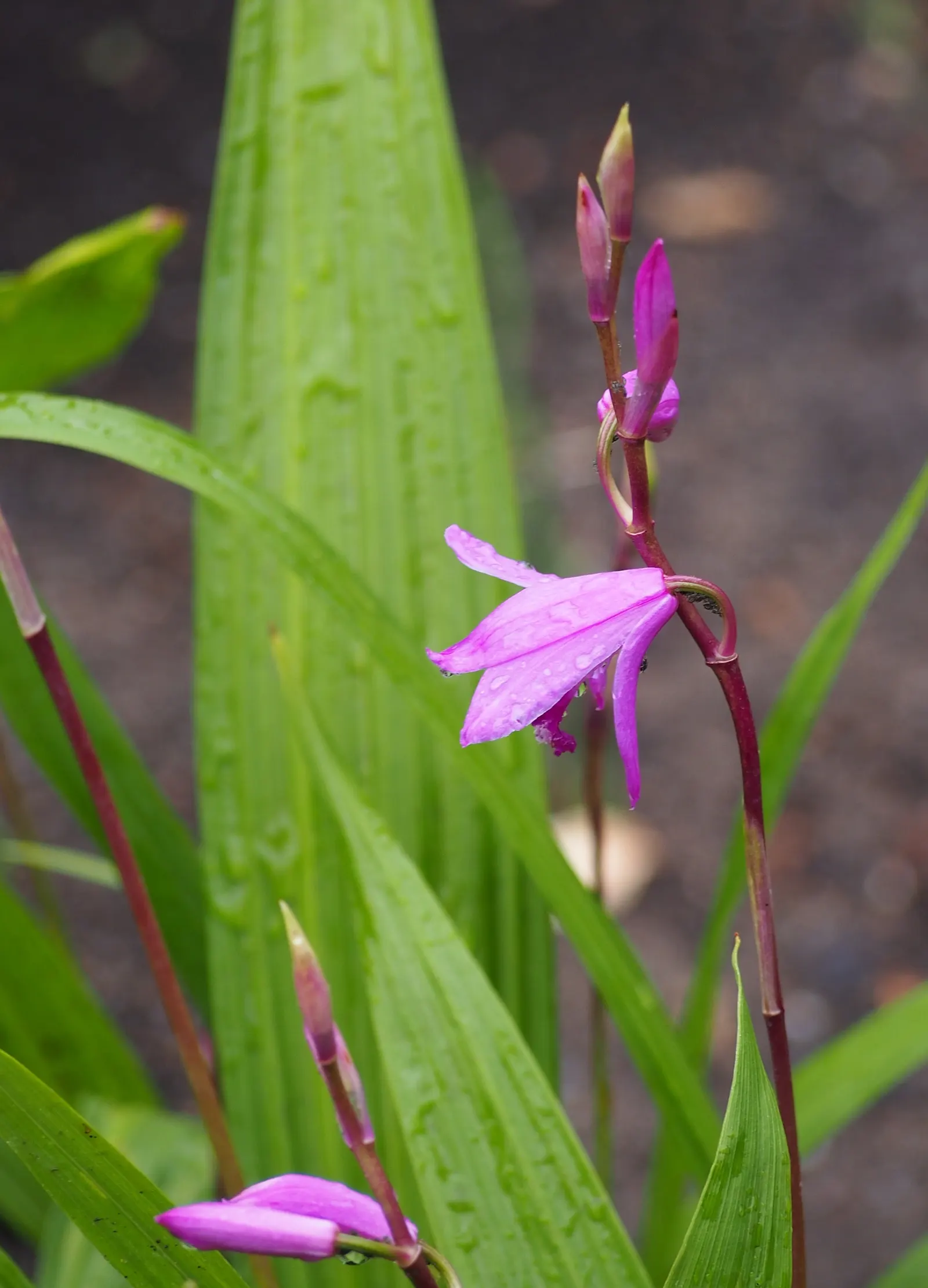 Chinese Ground Orchid (Bletilla Striata) — reaching up to 15-24 inches in height