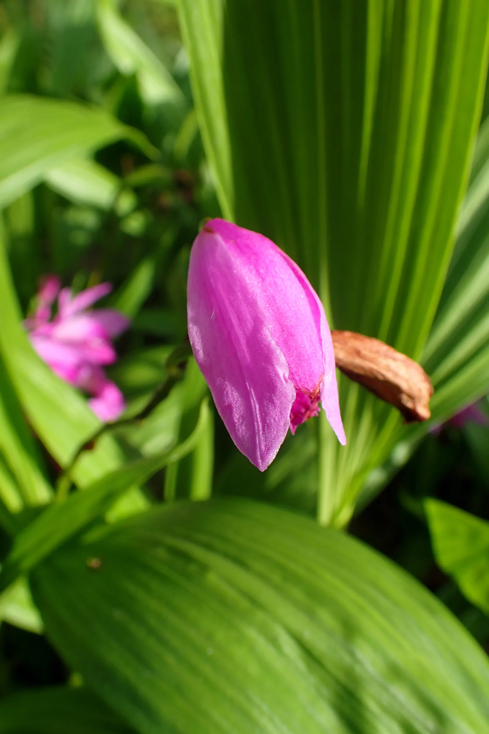 Chinese Ground Orchid (Bletilla Striata) — Each flower spike can boast up to 12 blossoms; bulb for half or shade, image 66