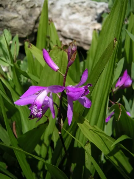 Chinese Ground Orchid (Bletilla Striata) — Thriving in USDA zones 5-9; pink flowers in the garden, image 58