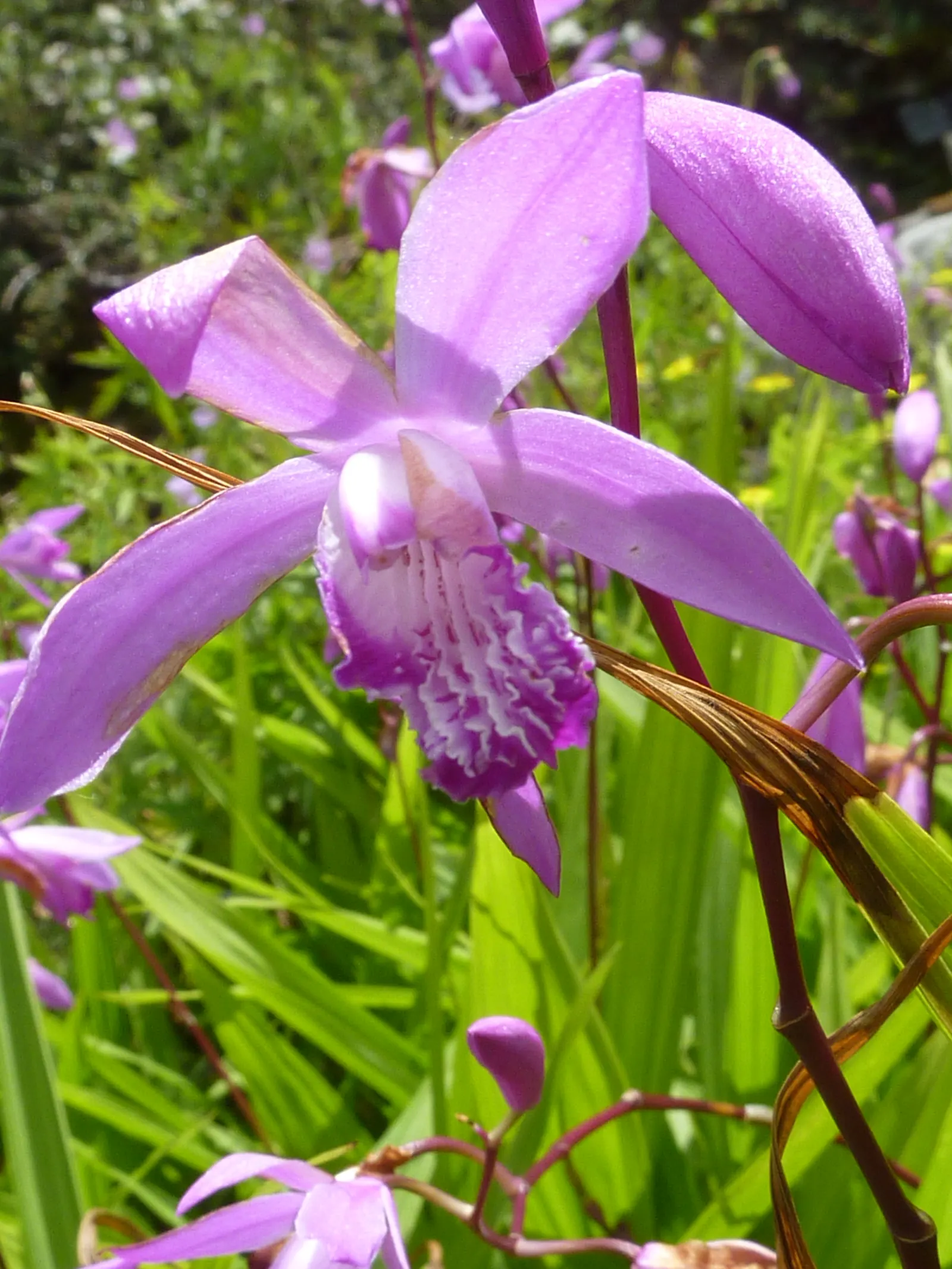 Chinese Ground Orchid (Bletilla Striata) — Each flower spike can boast up to 12 blossoms; bulb for half or shade