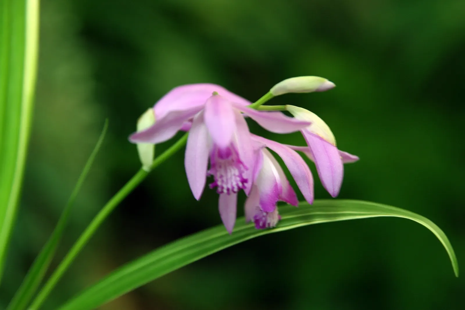 Chinese Ground Orchid (Bletilla Striata) — is a hardy terrestrial orchid that adds an exotic flair to any garden; reaching up to 15-24 inches in, image 63