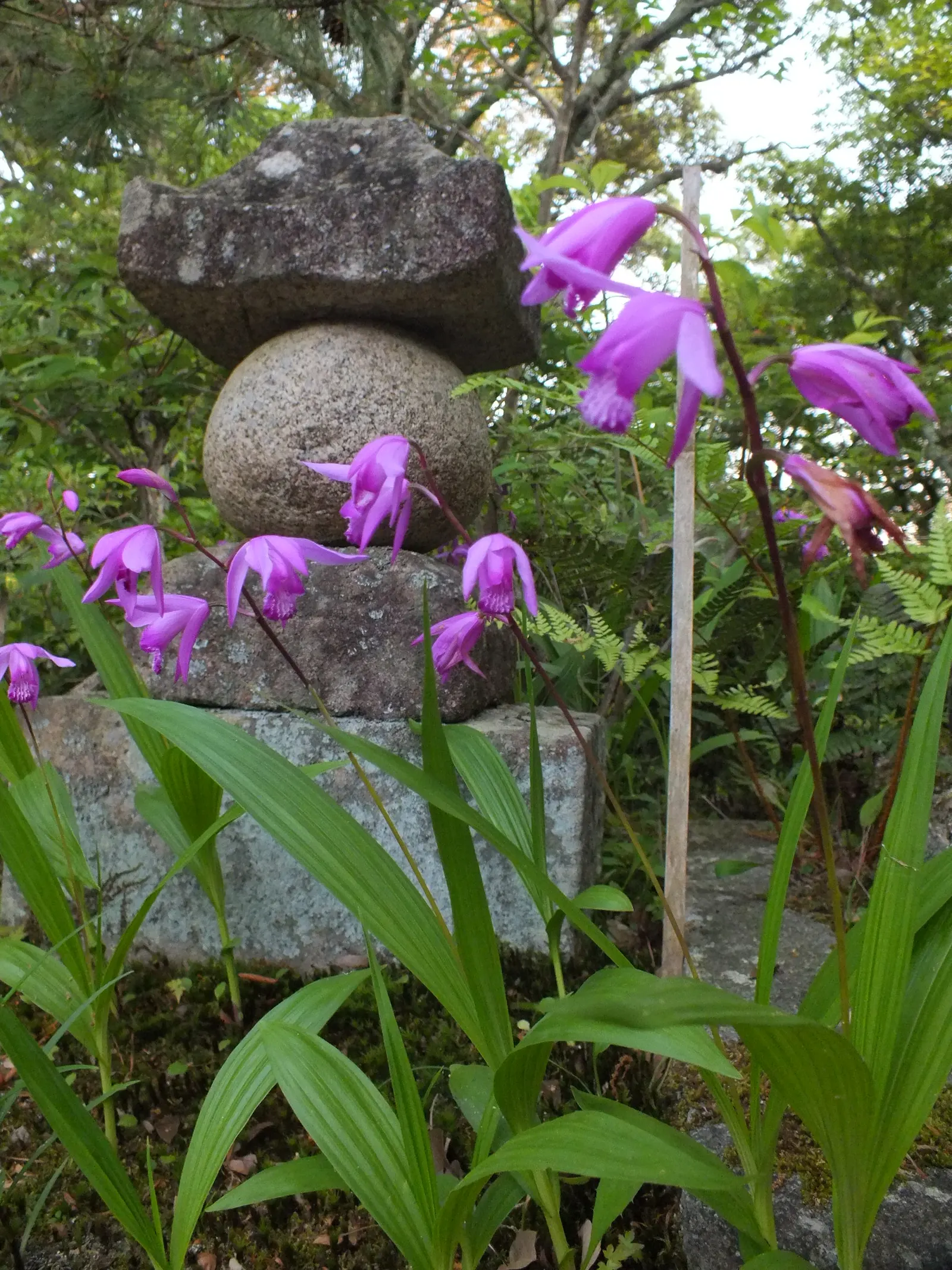 Chinese Ground Orchid (Bletilla Striata) — Plant in groups for a charming, naturalized effect