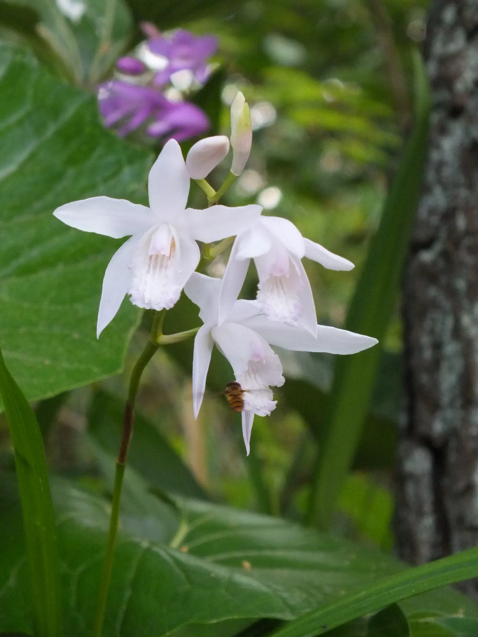 Chinese Ground Orchid (Bletilla Striata) — preferring dappled light conditions akin to forest understories