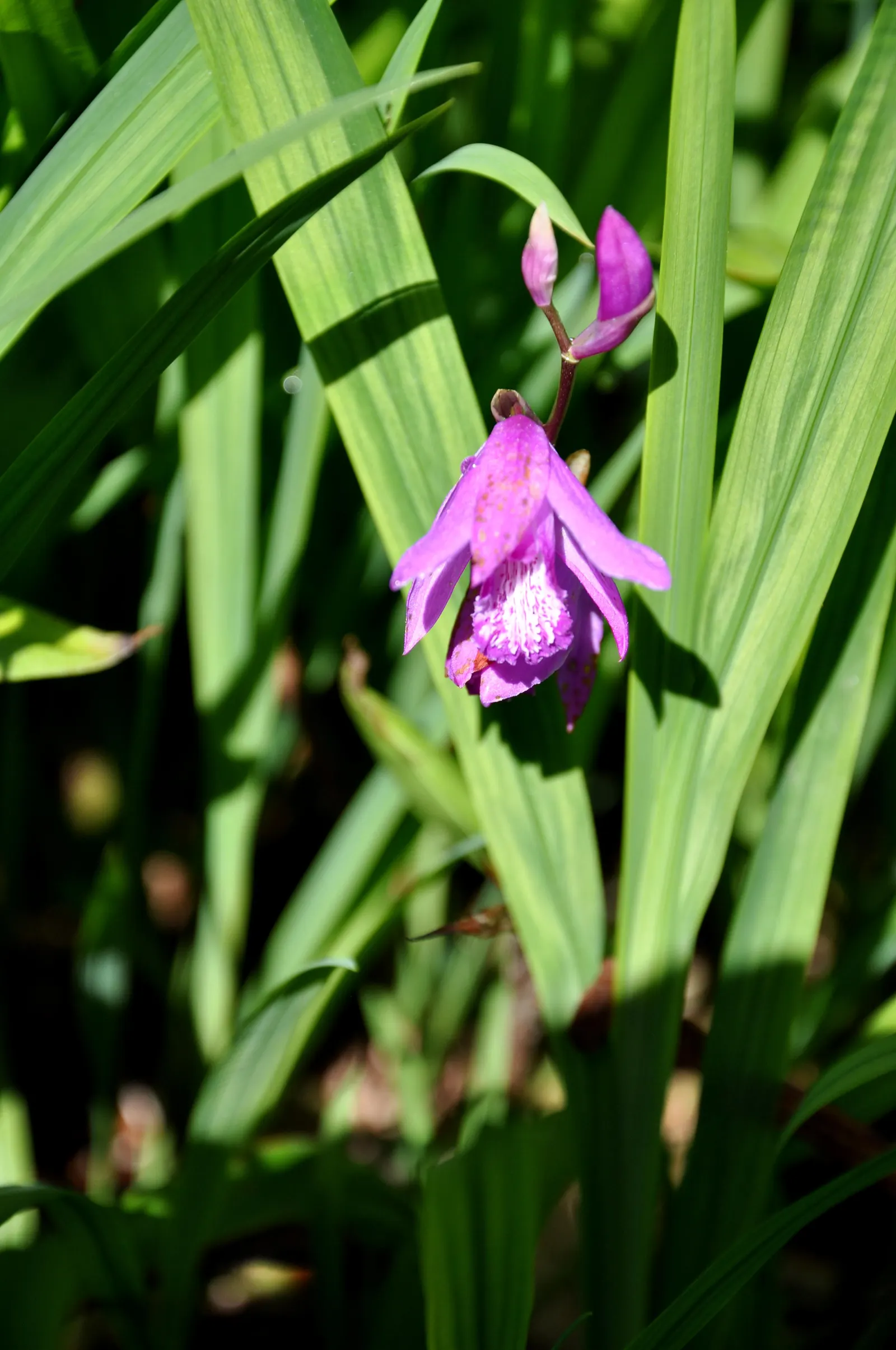 Chinese Ground Orchid (Bletilla Striata) — bulb for half or shade