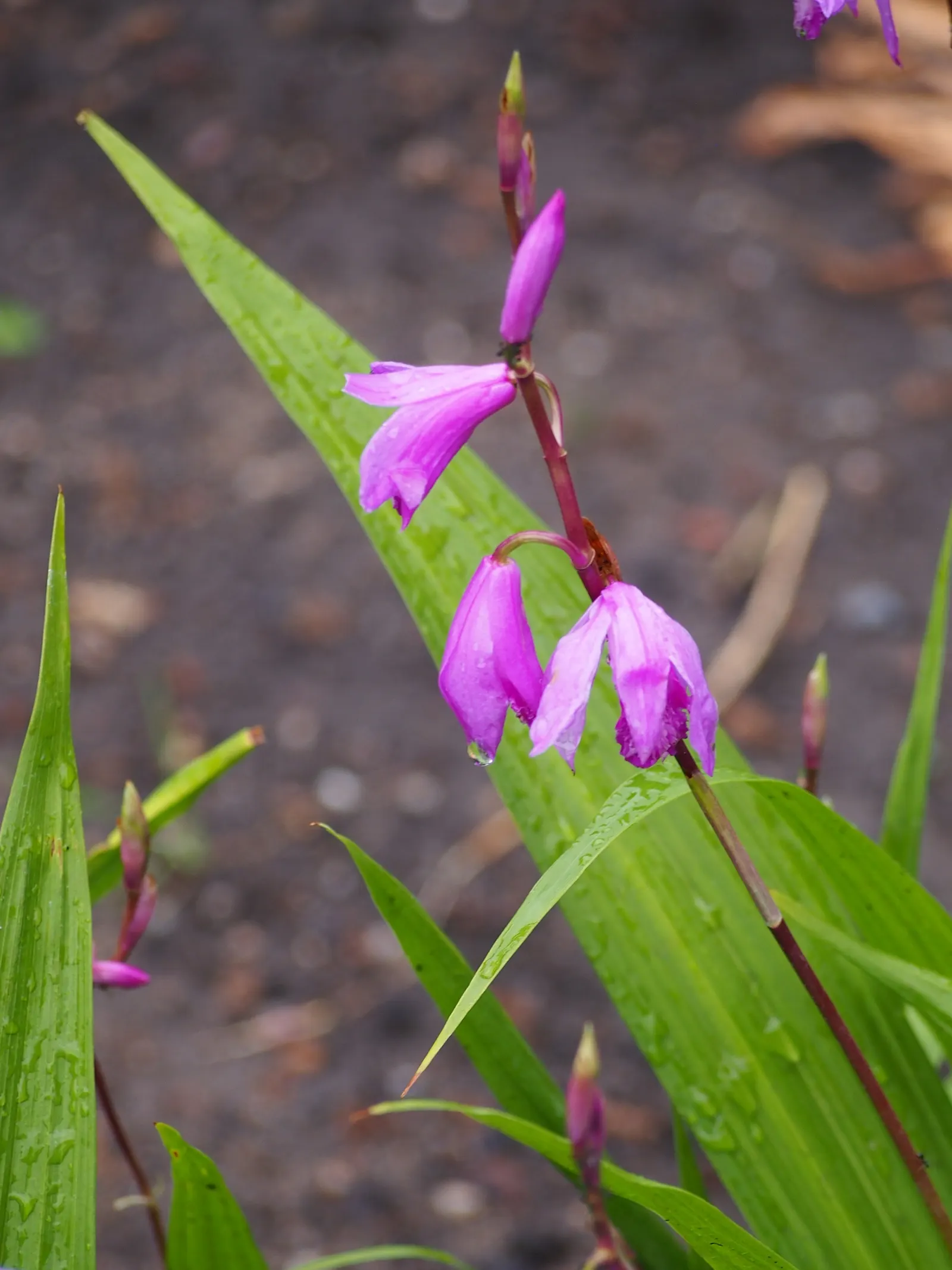 Chinese Ground Orchid (Bletilla Striata) — reaching up to 15-24 inches in height; each flower spike can boast up to 12 blossoms, image 60