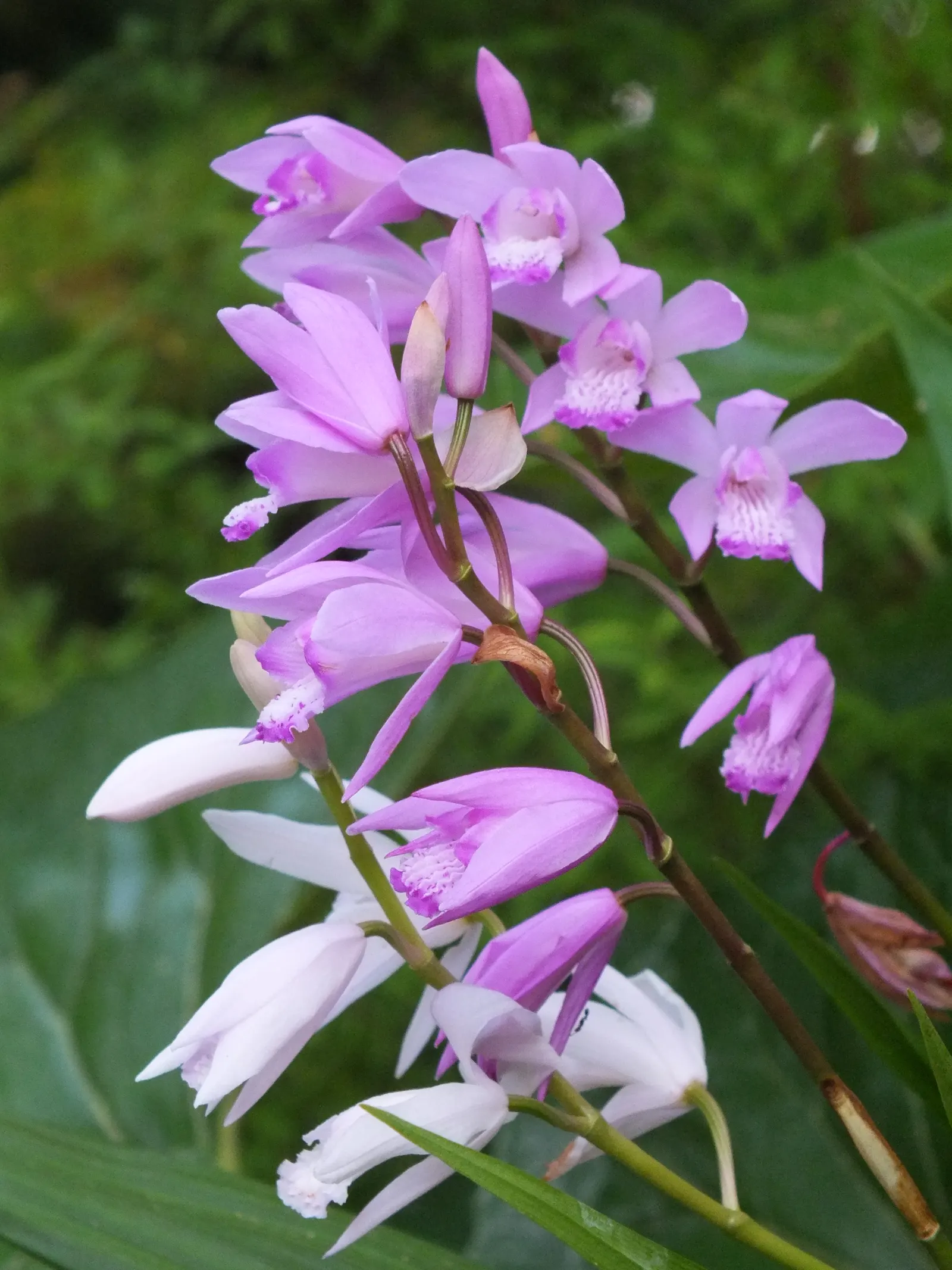 Chinese Ground Orchid (Bletilla Striata) — pleated leaves and vibrant spring blooms; with consistent moisture bestowing ideal conditions - however, image 57