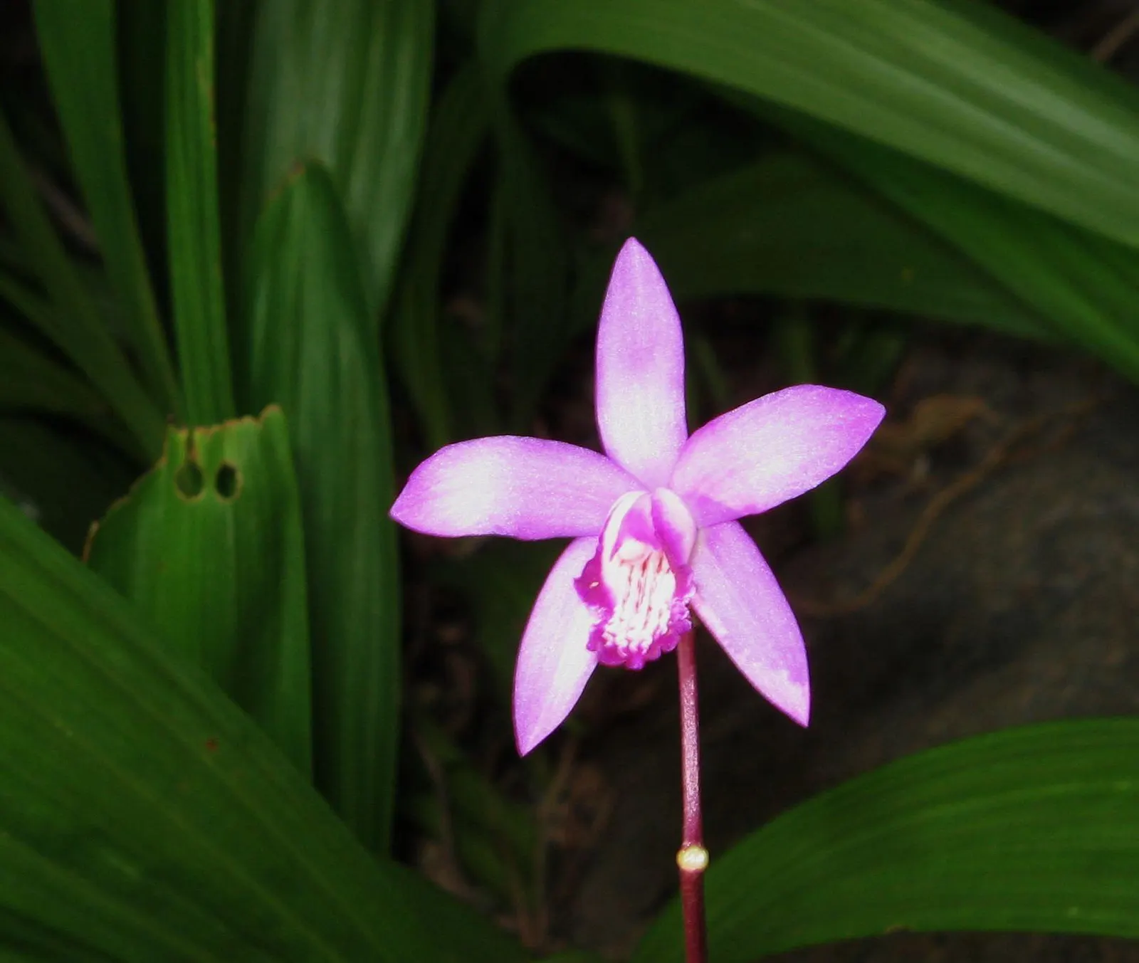 Chinese Ground Orchid (Bletilla Striata) — measuring around 1 to 1.5 inches across; clusters of purple-pink flowers, resembling small Cattleyas, image 94