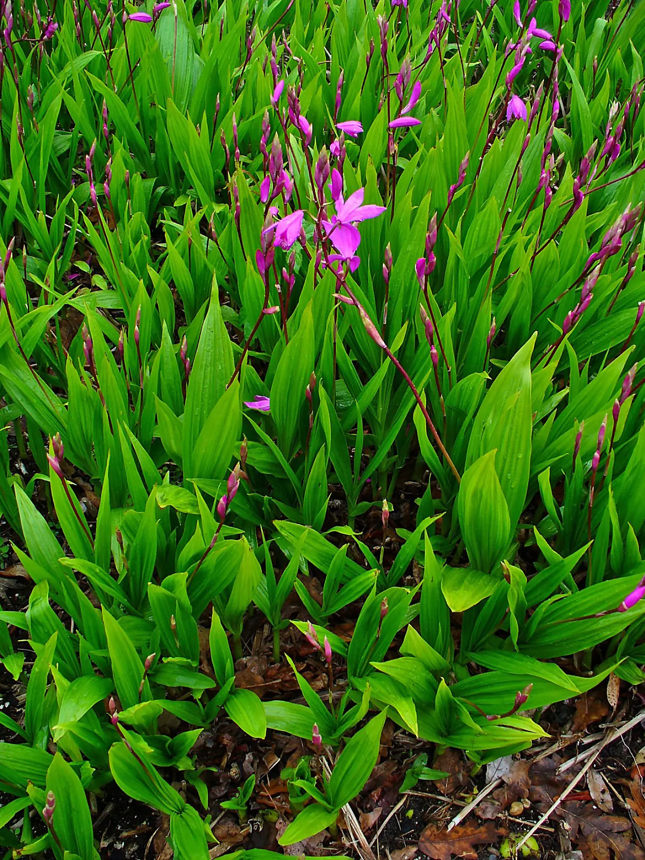 Chinese Ground Orchid (Bletilla Striata) — This orchid thrives in USDA hardiness zones 5 through 9; it is best to account for the plant's clumping tendency and