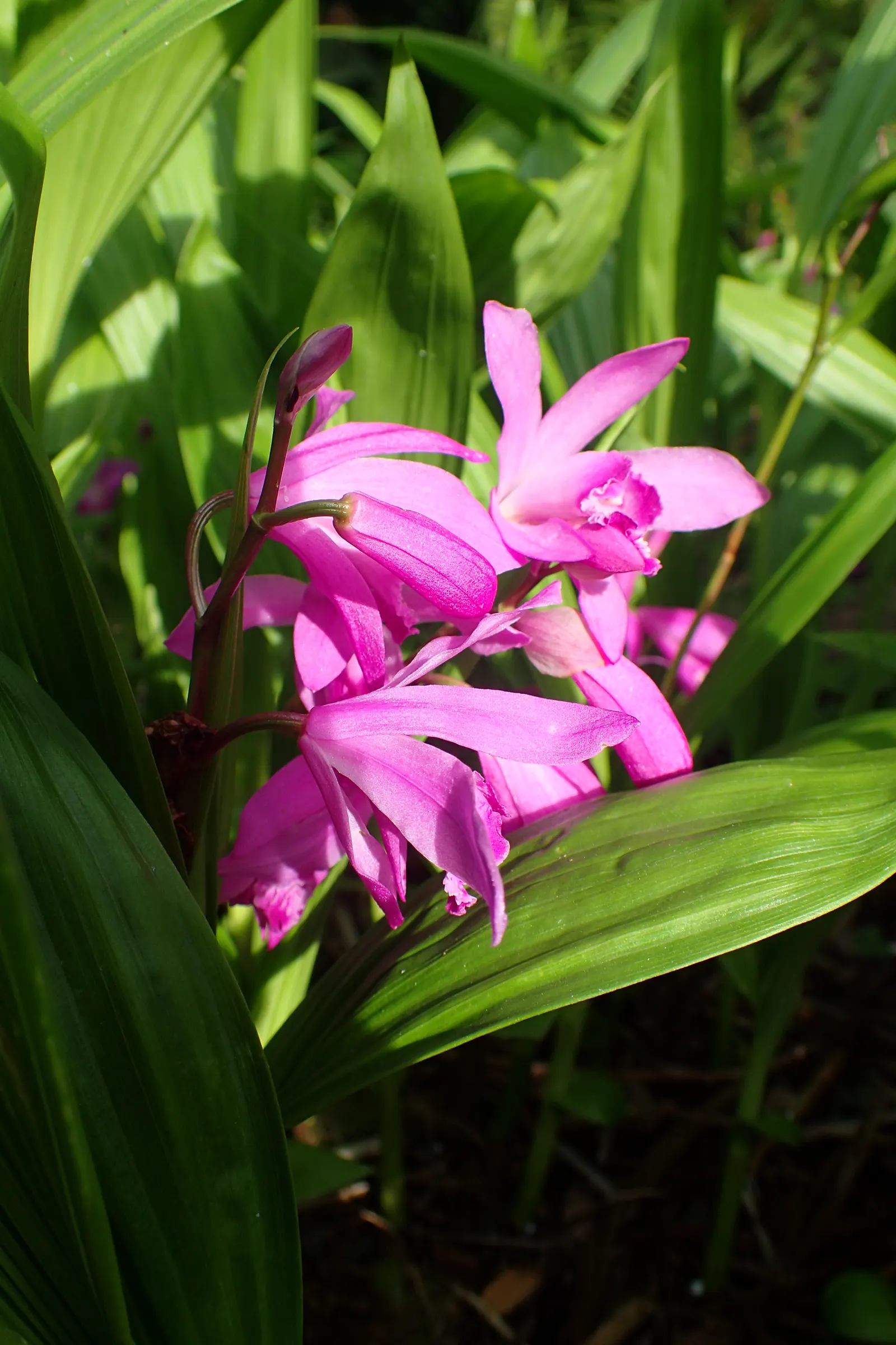 Chinese Ground Orchid (Bletilla Striata) — it is best to account for the plant's clumping tendency and moderate growth habit