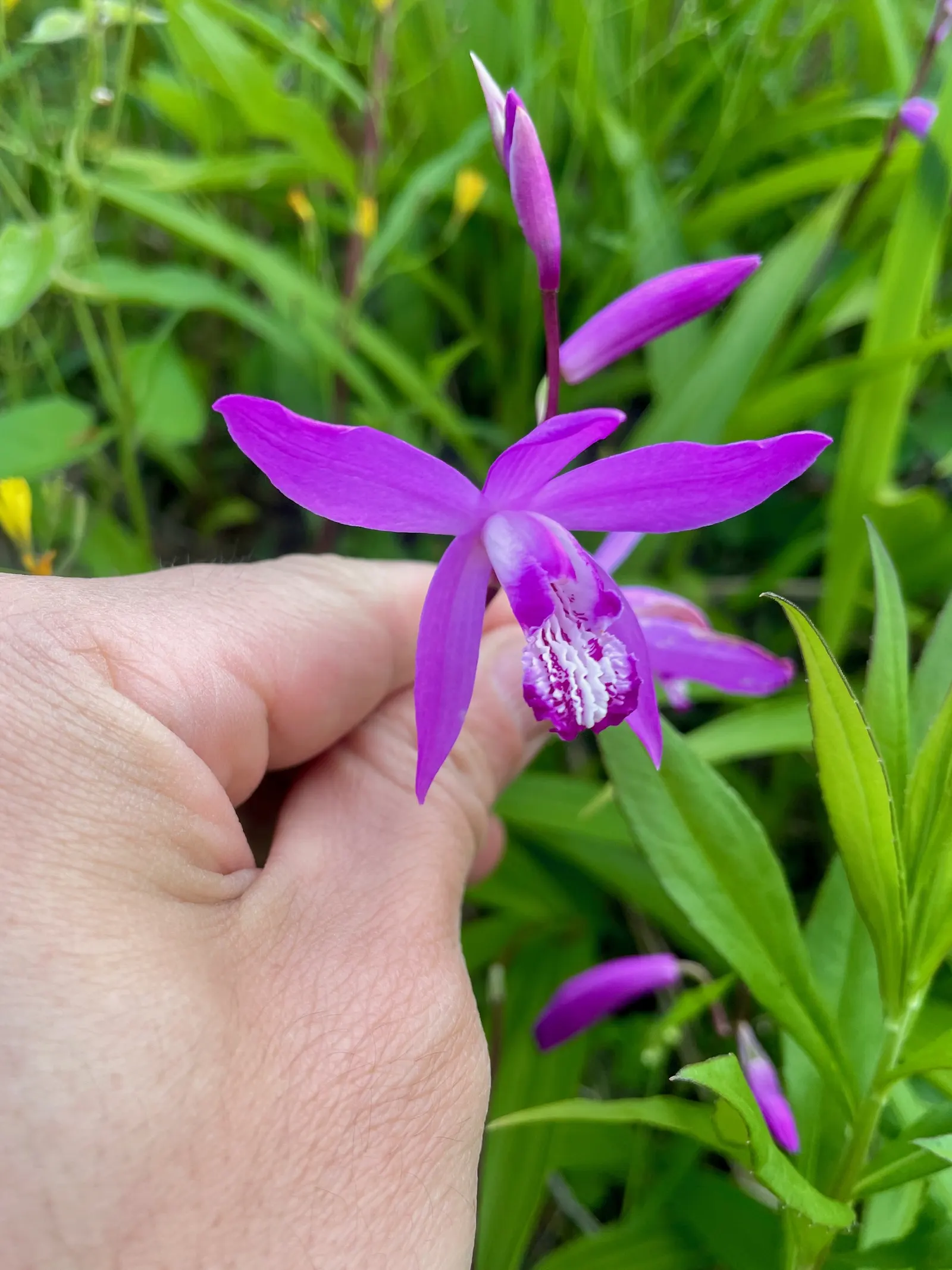 Chinese Ground Orchid (Bletilla Striata) — is a hardy terrestrial orchid that adds an exotic flair to any garden; reaching up to 15-24 inches in height