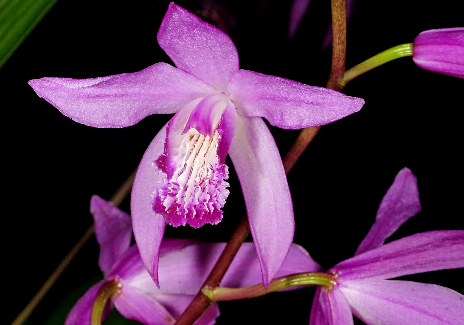 Chinese Ground Orchid (Bletilla Striata) — Plant in clusters for a visually stunning impact, with spacing of about 12 to 15 inches between plants, image 76