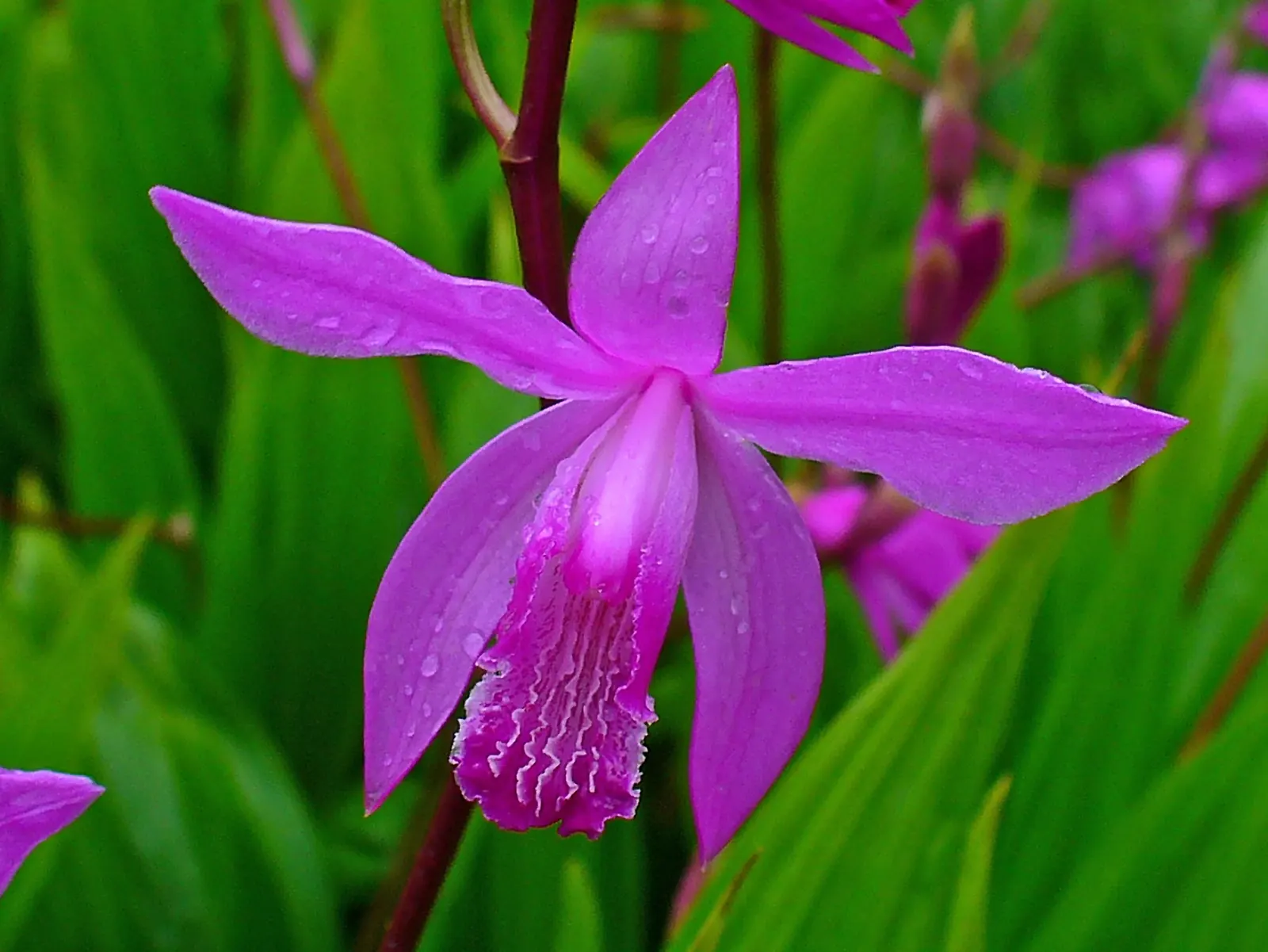 Chinese Ground Orchid (Bletilla Striata) — it prefers partial shade and well-drained soil
