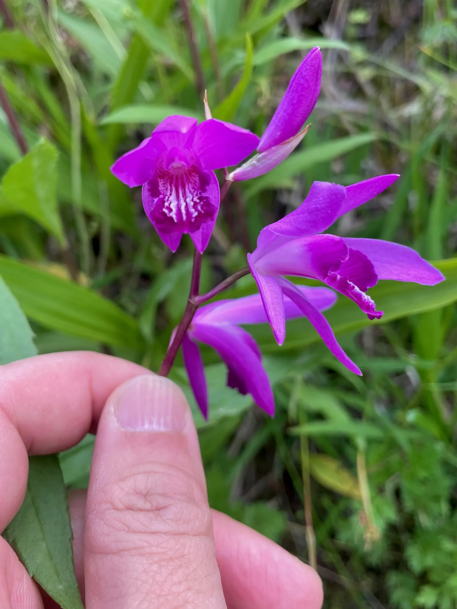 Chinese Ground Orchid (Bletilla Striata) — ruffled blooms ranging from pale lavender to rich violet hues that emerge amid its slender