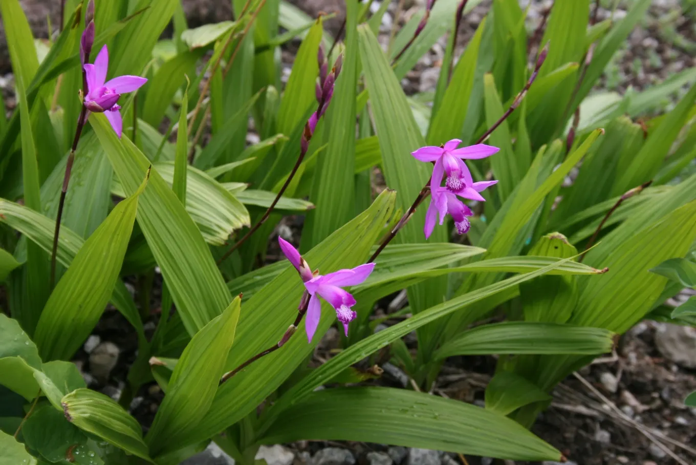 Chinese Ground Orchid (Bletilla Striata) — Clusters of purple-pink flowers, resembling small Cattleyas, make it a standout in woodland gardens, image 88