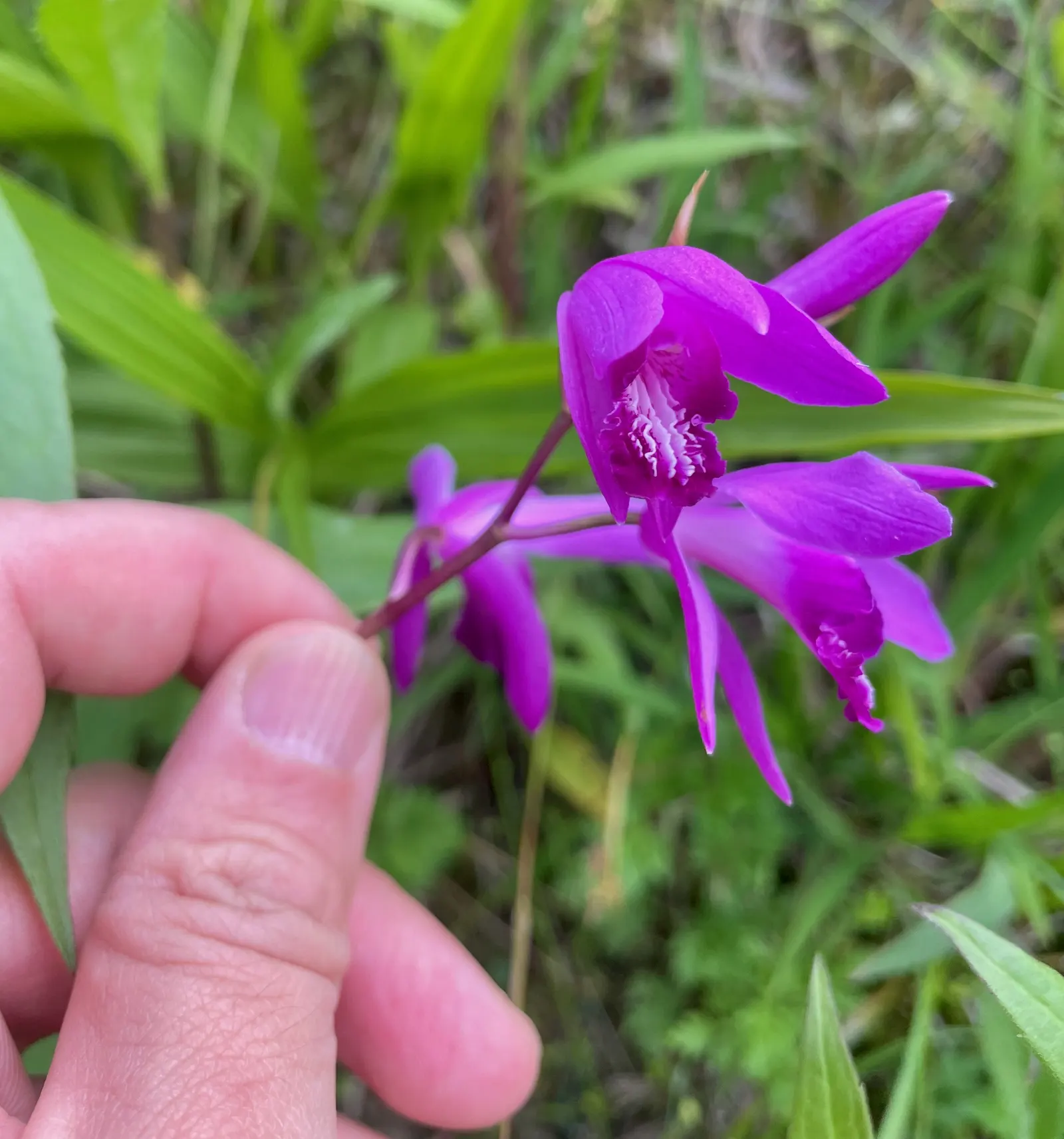Chinese Ground Orchid (Bletilla Striata) — The Chinese Ground Orchid's resilient nature is coupled with low maintenance, image 50