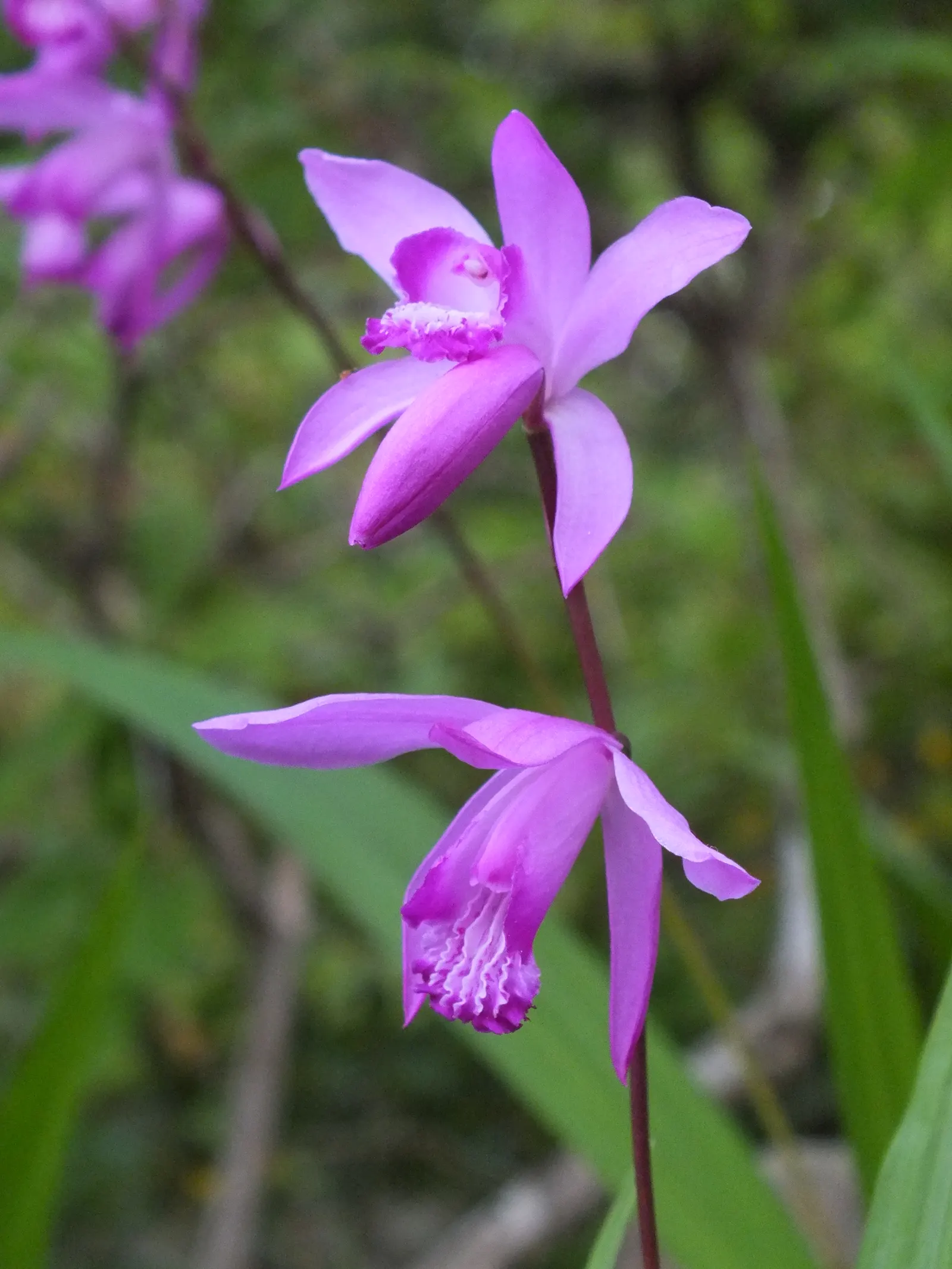 Chinese Ground Orchid (Bletilla Striata) — making it an ideal choice for border plantings or as an accent in a shaded perennial bed, image 95