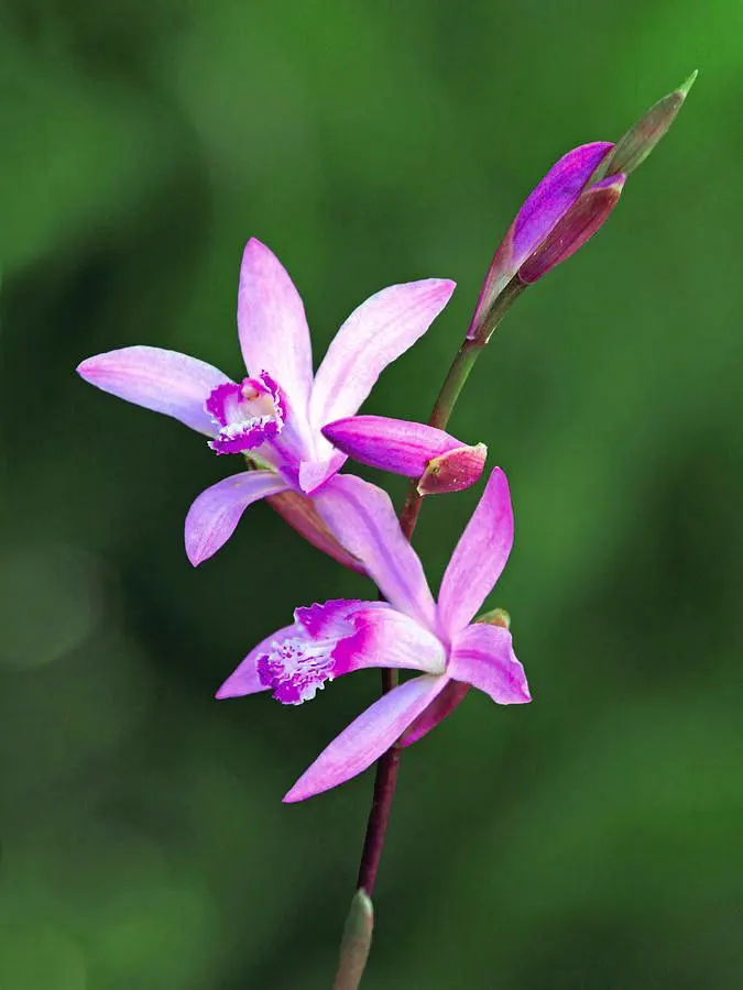 Chinese Ground Orchid (Bletilla Striata) — take care to avoid waterlogged soil