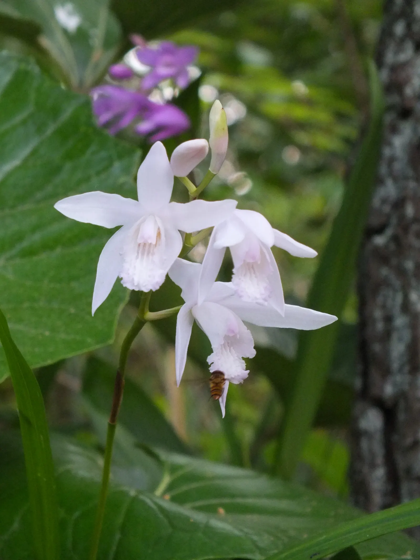 Chinese Ground Orchid (Bletilla Striata) — making it an ideal choice for border plantings or as an accent in a shaded perennial bed, image 68