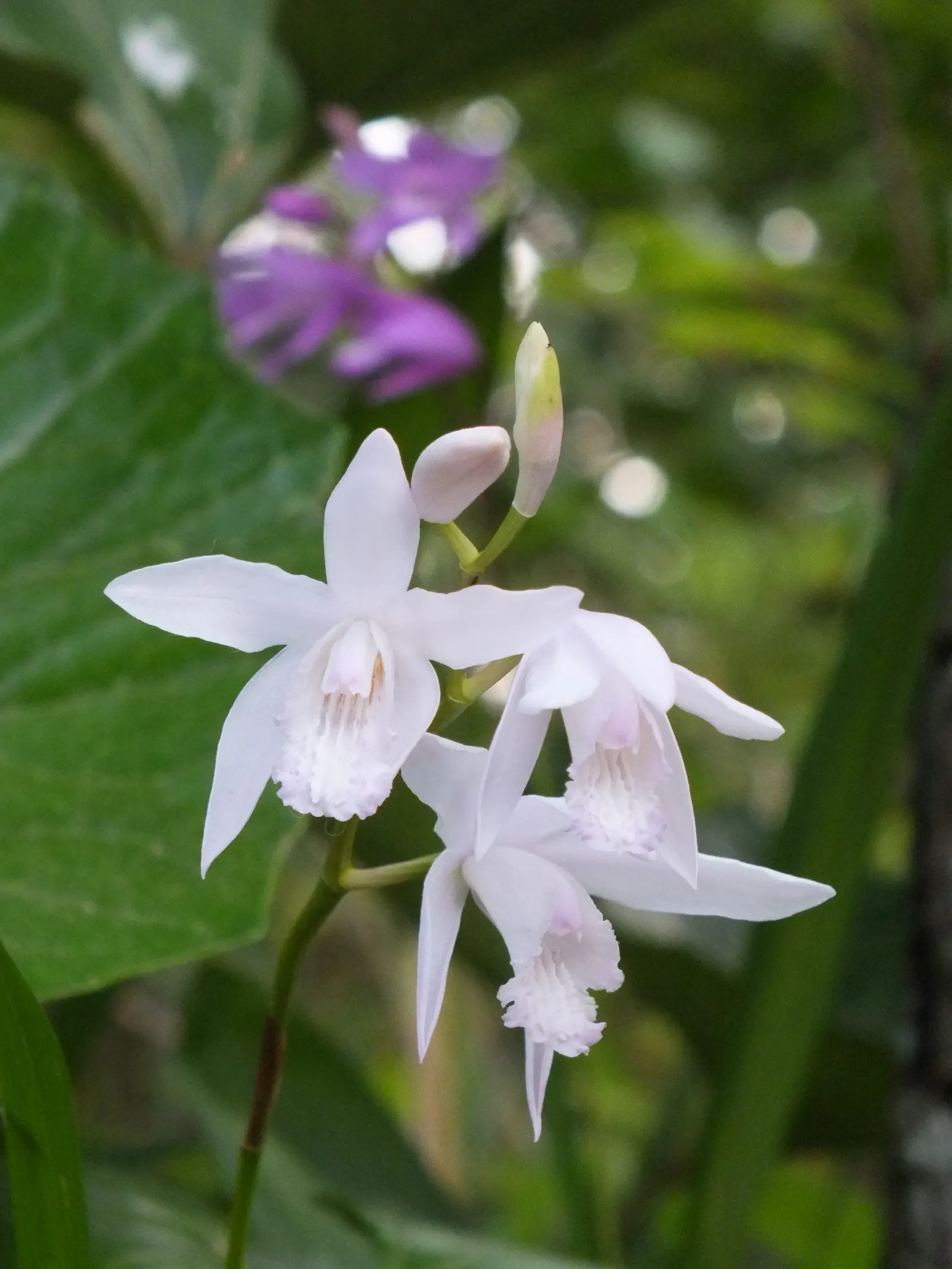 Chinese Ground Orchid (Bletilla Striata) — Plant in groups for a charming, naturalized effect; bulb with pink blooms, image 62
