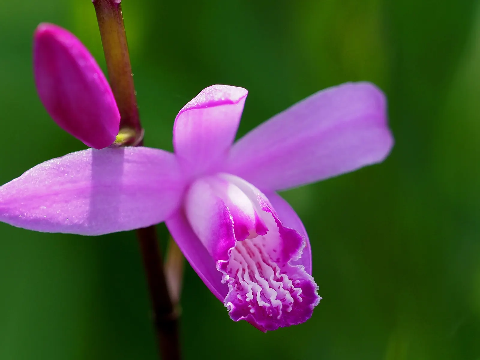 Chinese Ground Orchid (Bletilla Striata) — is a hardy terrestrial orchid admired for its elegant; blade-like leaves in the spring, image 83