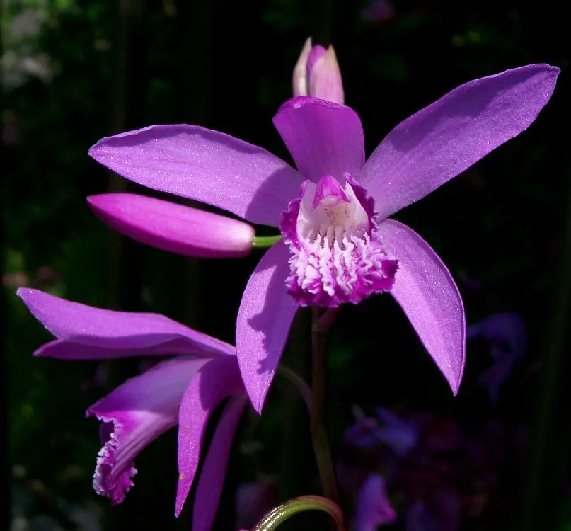 Chinese Ground Orchid (Bletilla Striata) — requiring minimal care beyond the occasional watering and light fertilization during the growing season, image 105