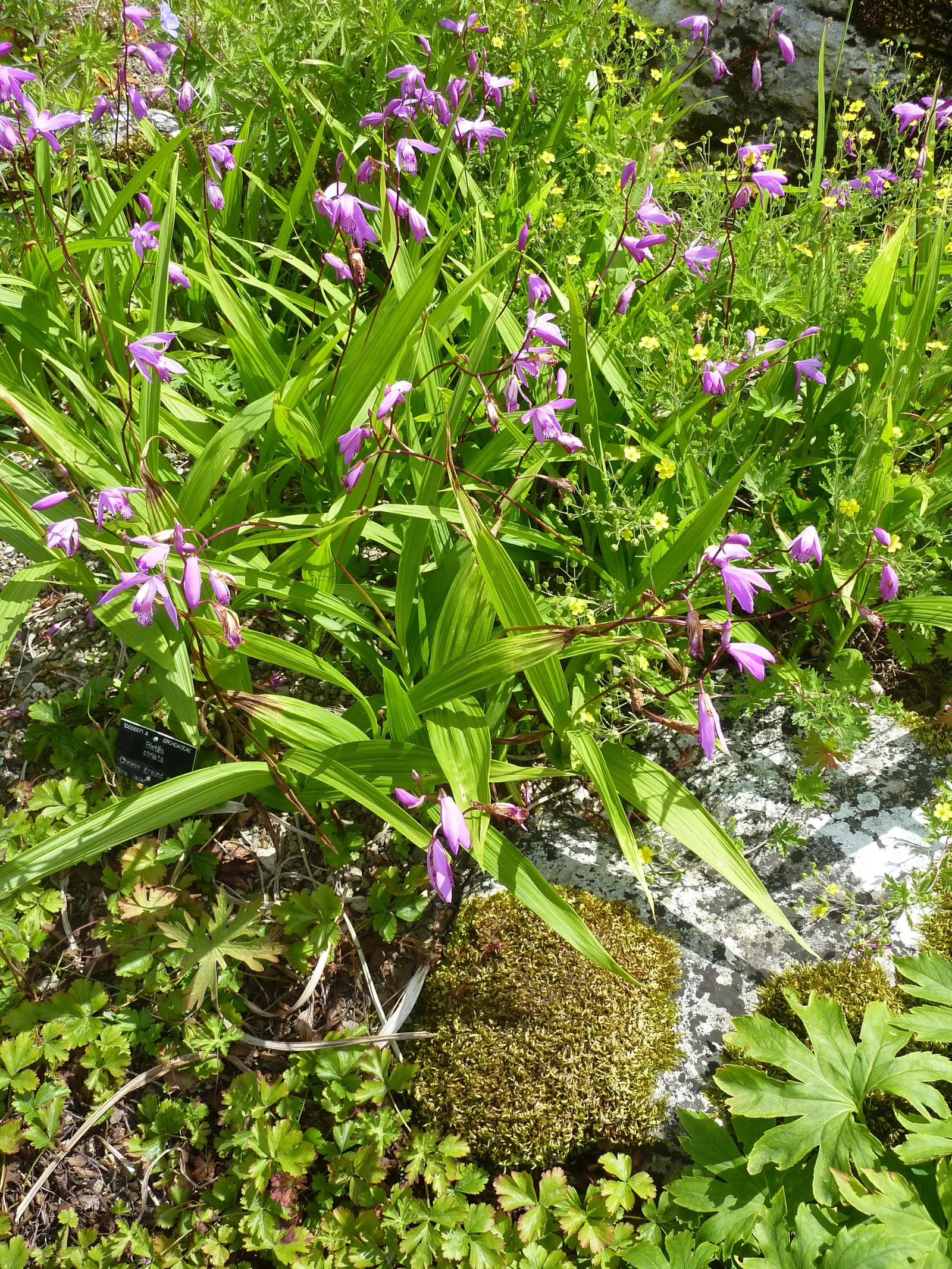 Chinese Ground Orchid (Bletilla Striata) — requiring minimal care beyond the occasional watering and light fertilization during the growing season; pleated