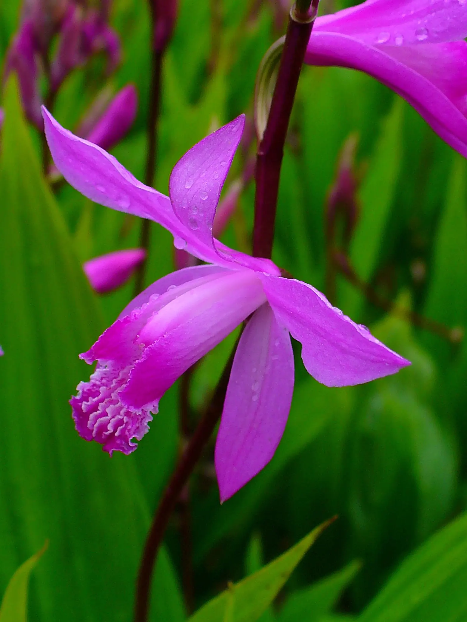 Chinese Ground Orchid (Bletilla Striata) — it prefers partial shade and well-drained soil, image 86