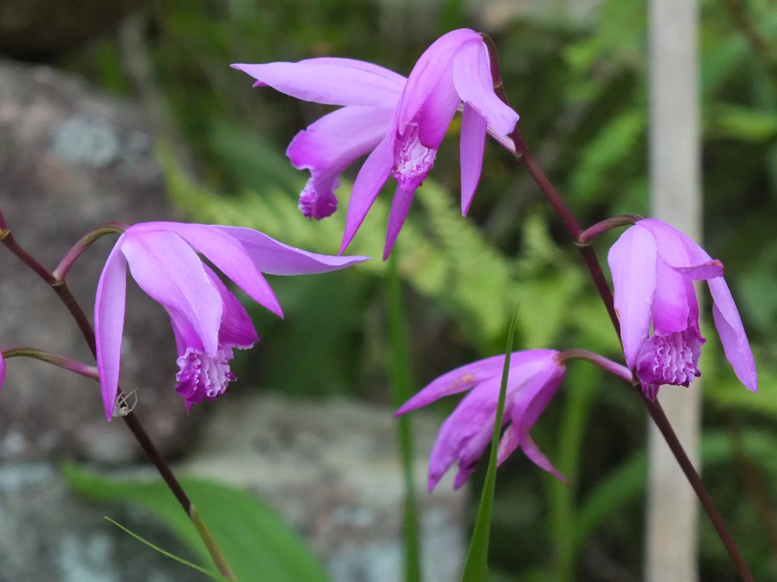 Chinese Ground Orchid (Bletilla Striata) — it is best to account for the plant's clumping tendency and moderate growth habit; is a hardy, image 102