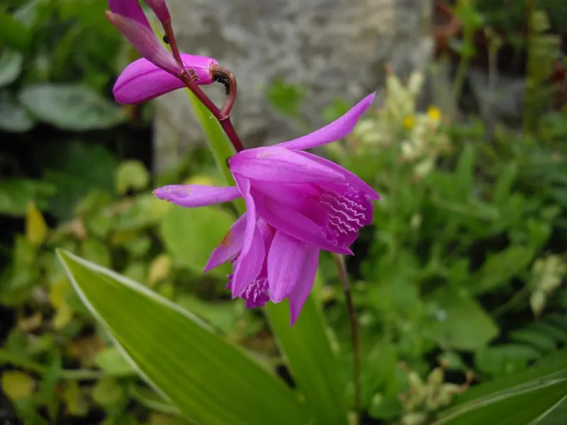 Chinese Ground Orchid (Bletilla Striata) — commonly called Chinese Ground Orchid; thriving in USDA zones 5-9
