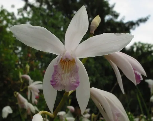 Chinese Ground Orchid (Bletilla Striata) — is a hardy terrestrial orchid admired for its elegant; blade-like leaves in the spring
