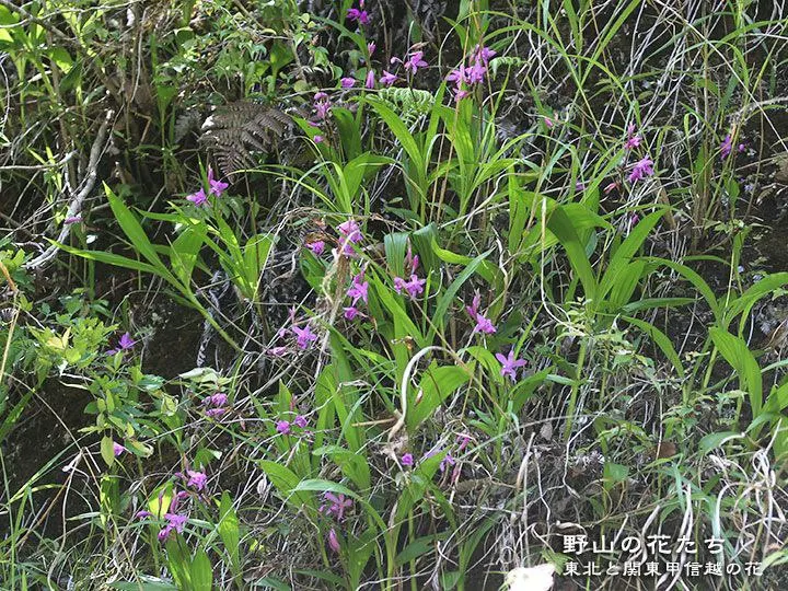 Chinese Ground Orchid (Bletilla Striata) — This orchid thrives in USDA hardiness zones 5 through 9