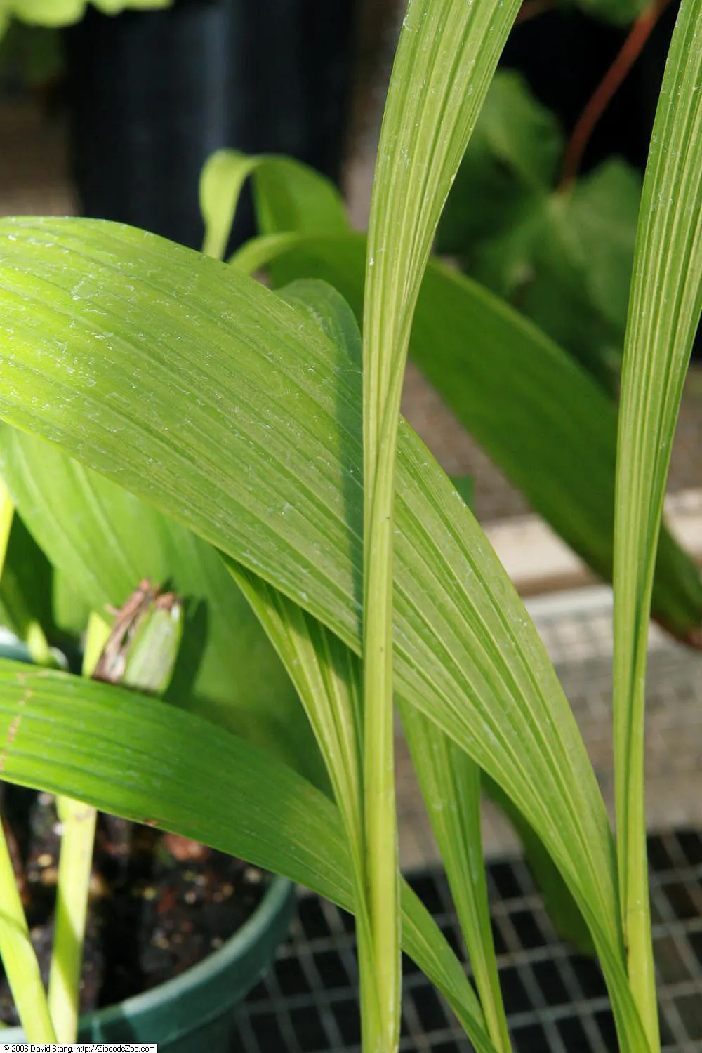 Chinese Ground Orchid (Bletilla Striata) — take care to avoid waterlogged soil; plant in clusters for a visually stunning impact, with spacing of, image 73