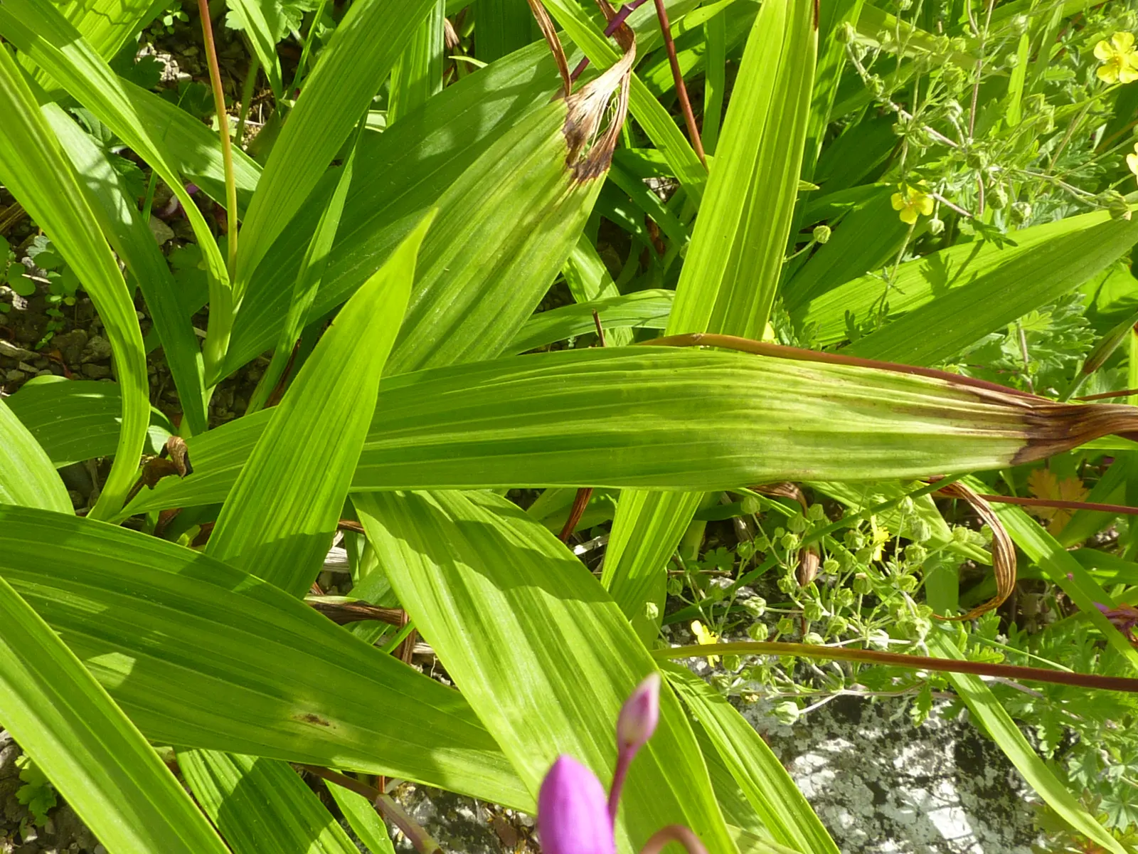 Chinese Ground Orchid (Bletilla Striata) — measuring around 1 to 1.5 inches across; clusters of purple-pink flowers, resembling small Cattleyas, make it a