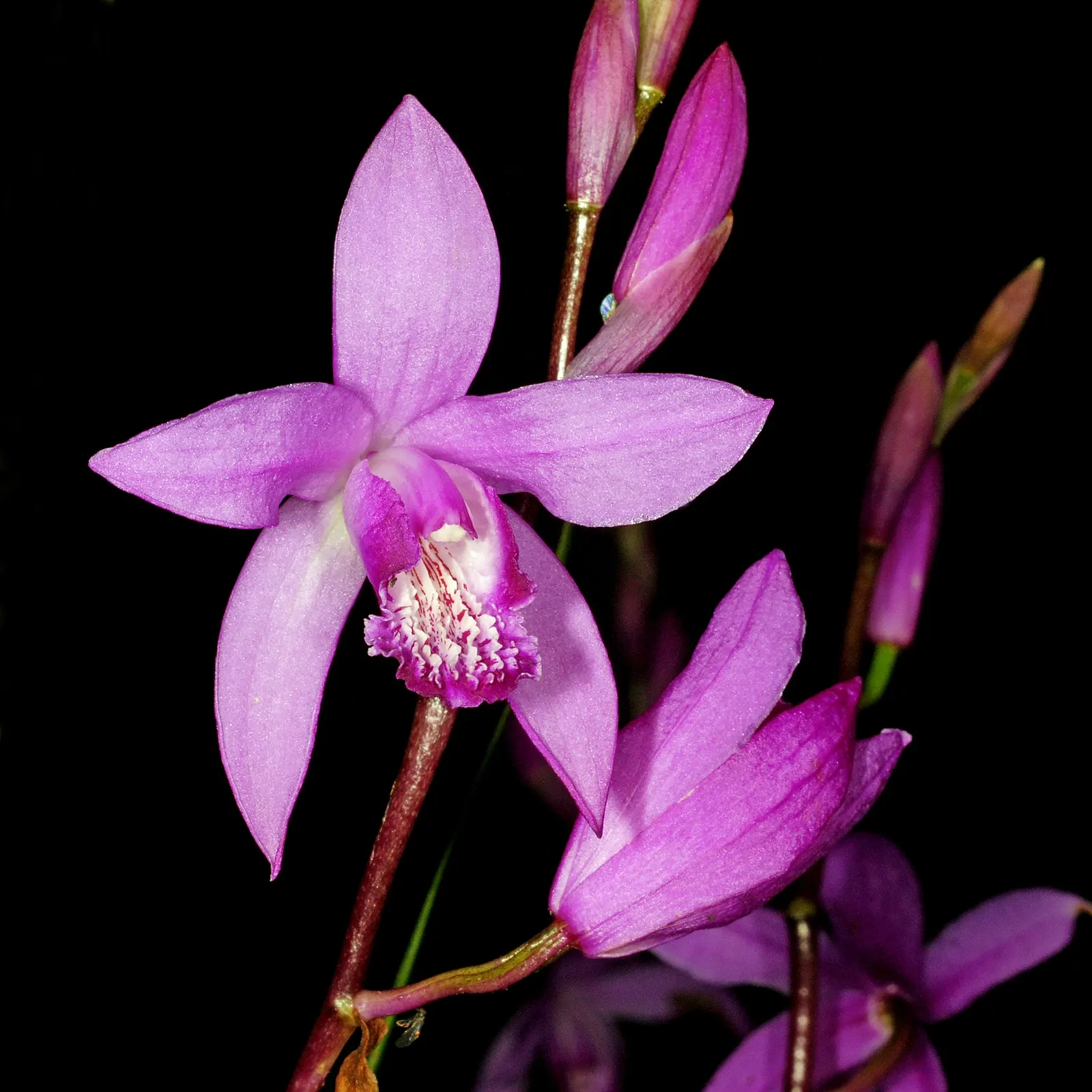 Chinese Ground Orchid (Bletilla Striata) — preferring dappled light conditions akin to forest understories; commonly called Chinese Ground Orchid