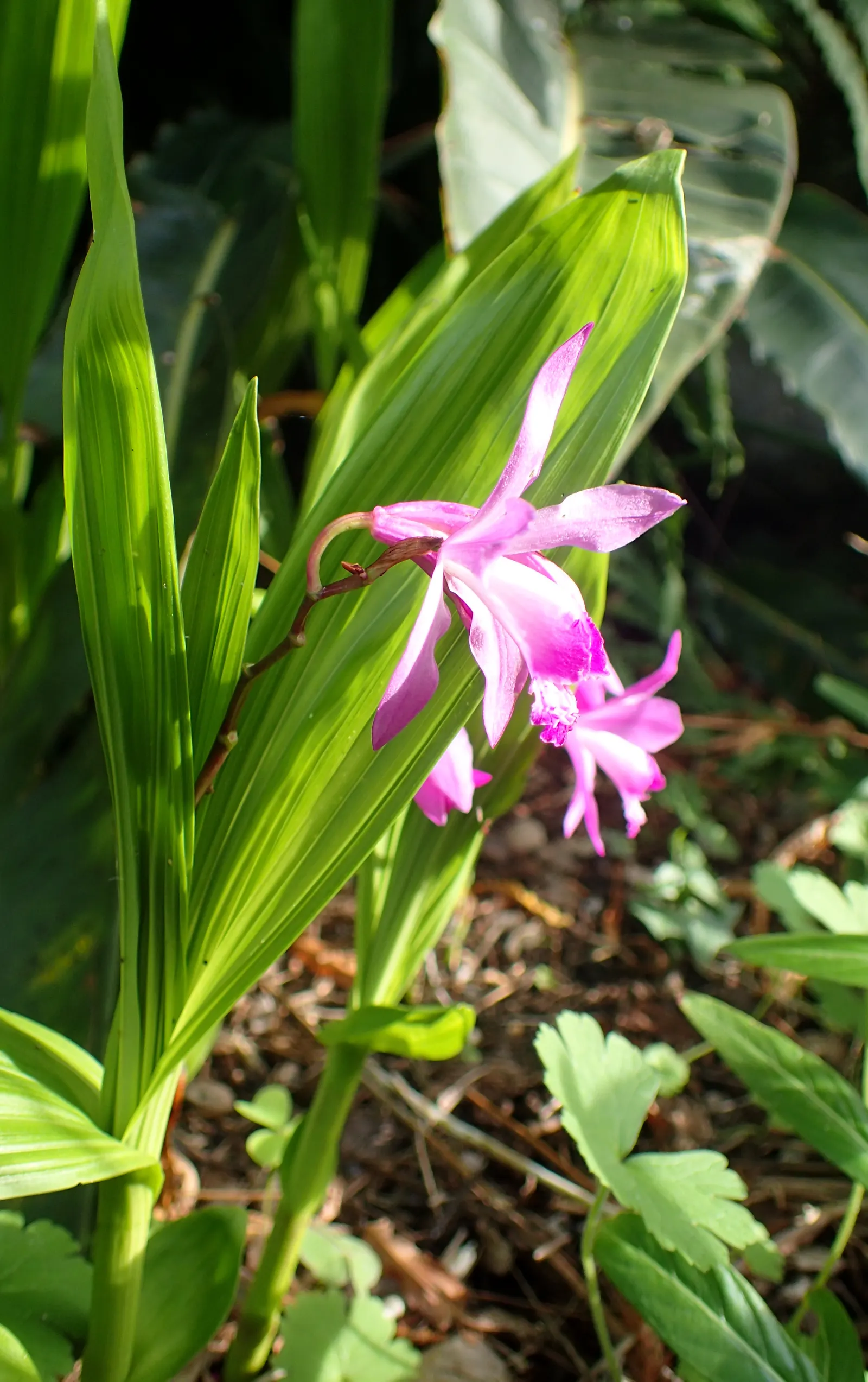 Chinese Ground Orchid (Bletilla Striata) — reaching up to 15-24 inches in height; each flower spike can boast up to 12 blossoms