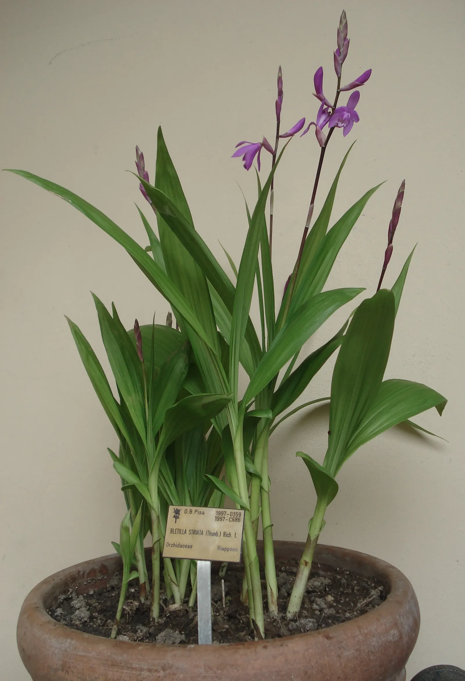 Chinese Ground Orchid (Bletilla Striata) — bulb for half or shade; requiring minimal care beyond the occasional watering and light fertilization during the