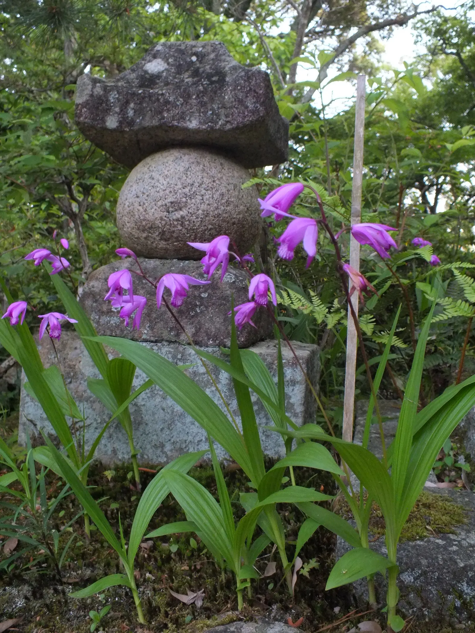 Chinese Ground Orchid (Bletilla Striata) — blade-like leaves in the spring; particularly during winter dormancy.<br><br>For the landscape design, image 92