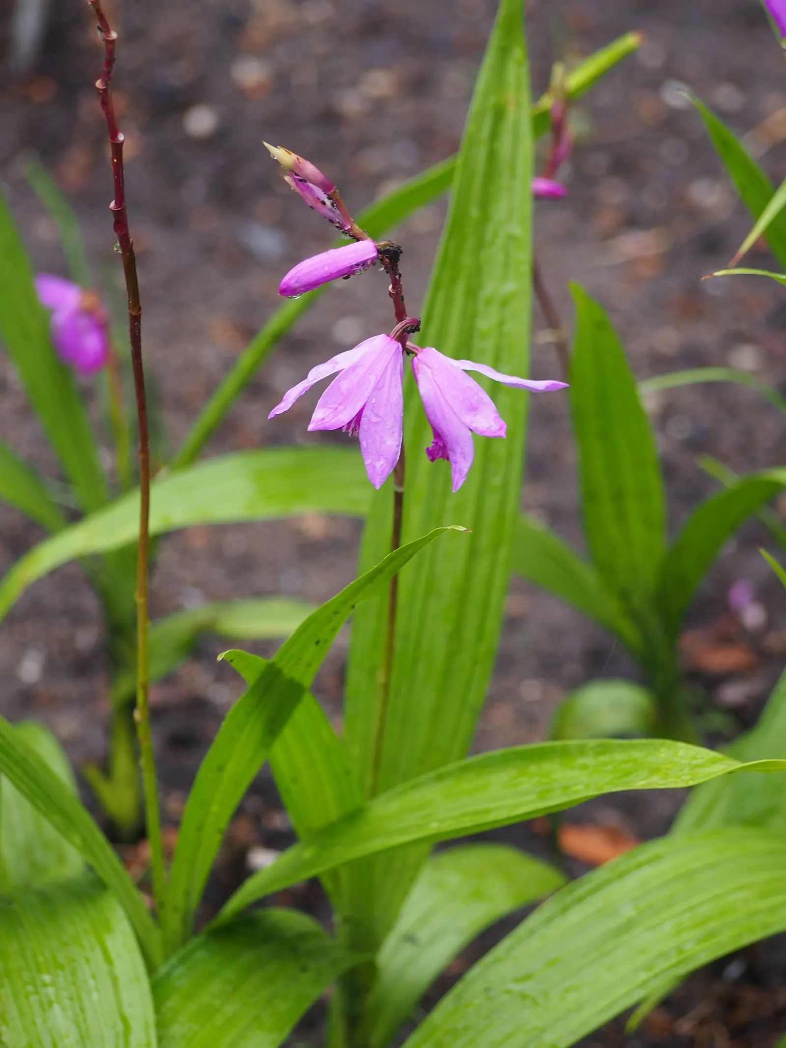 Chinese Ground Orchid (Bletilla Striata) — blade-like leaves in the spring; particularly during winter dormancy.<br><br>For the landscape design, image 65