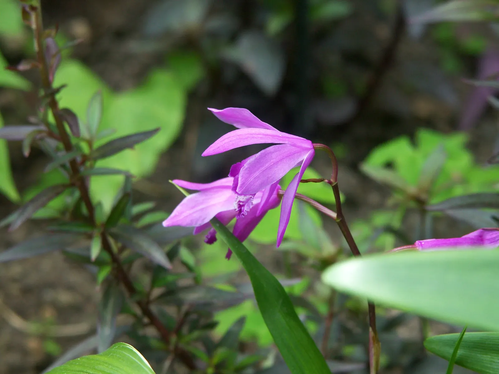 Chinese Ground Orchid (Bletilla Striata) — Plant in clusters for a visually stunning impact, with spacing of about 12 to 15 inches between plants; preferring